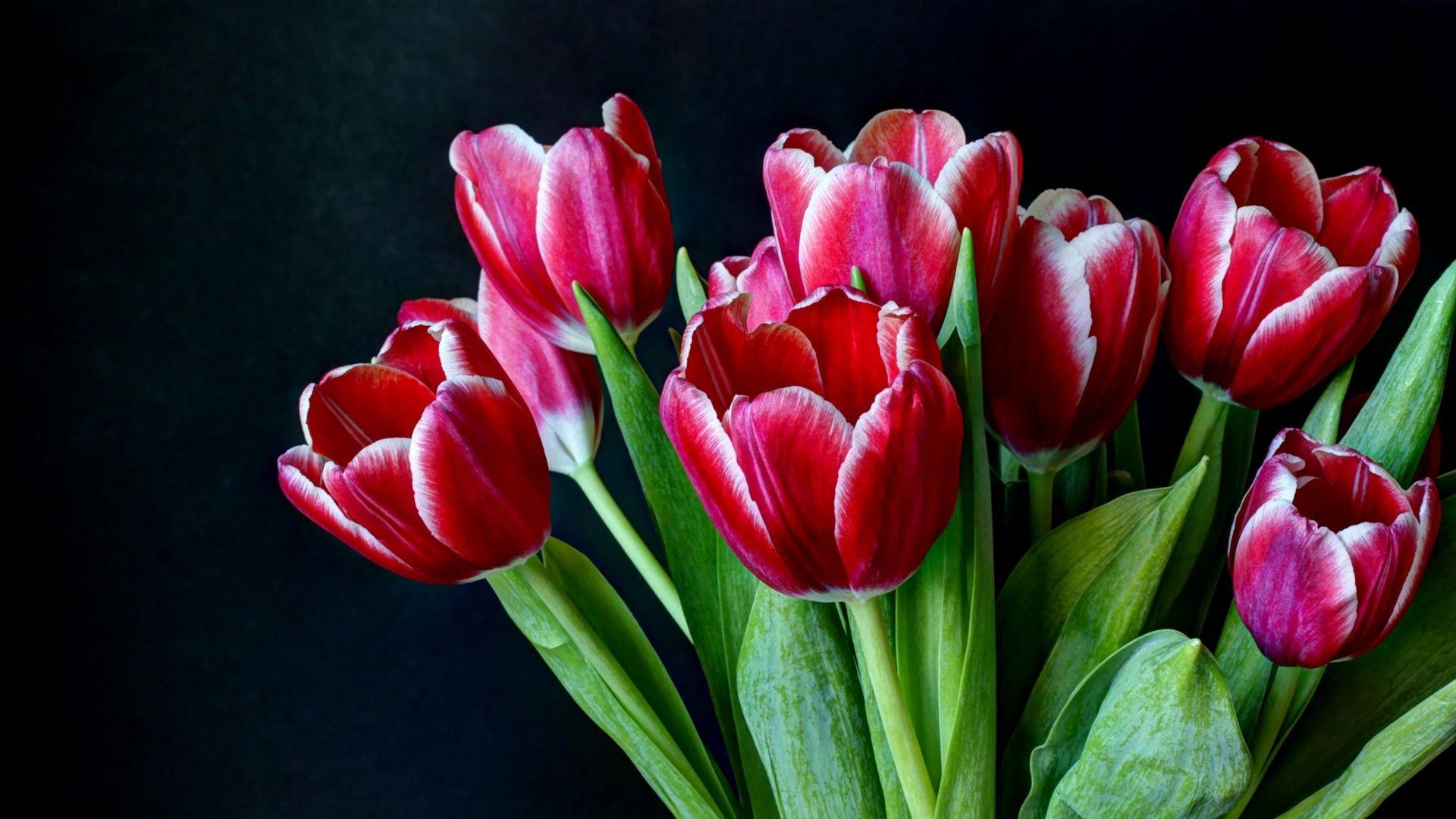 1920x1080 Dark Background and Tulips HD Wallpaper