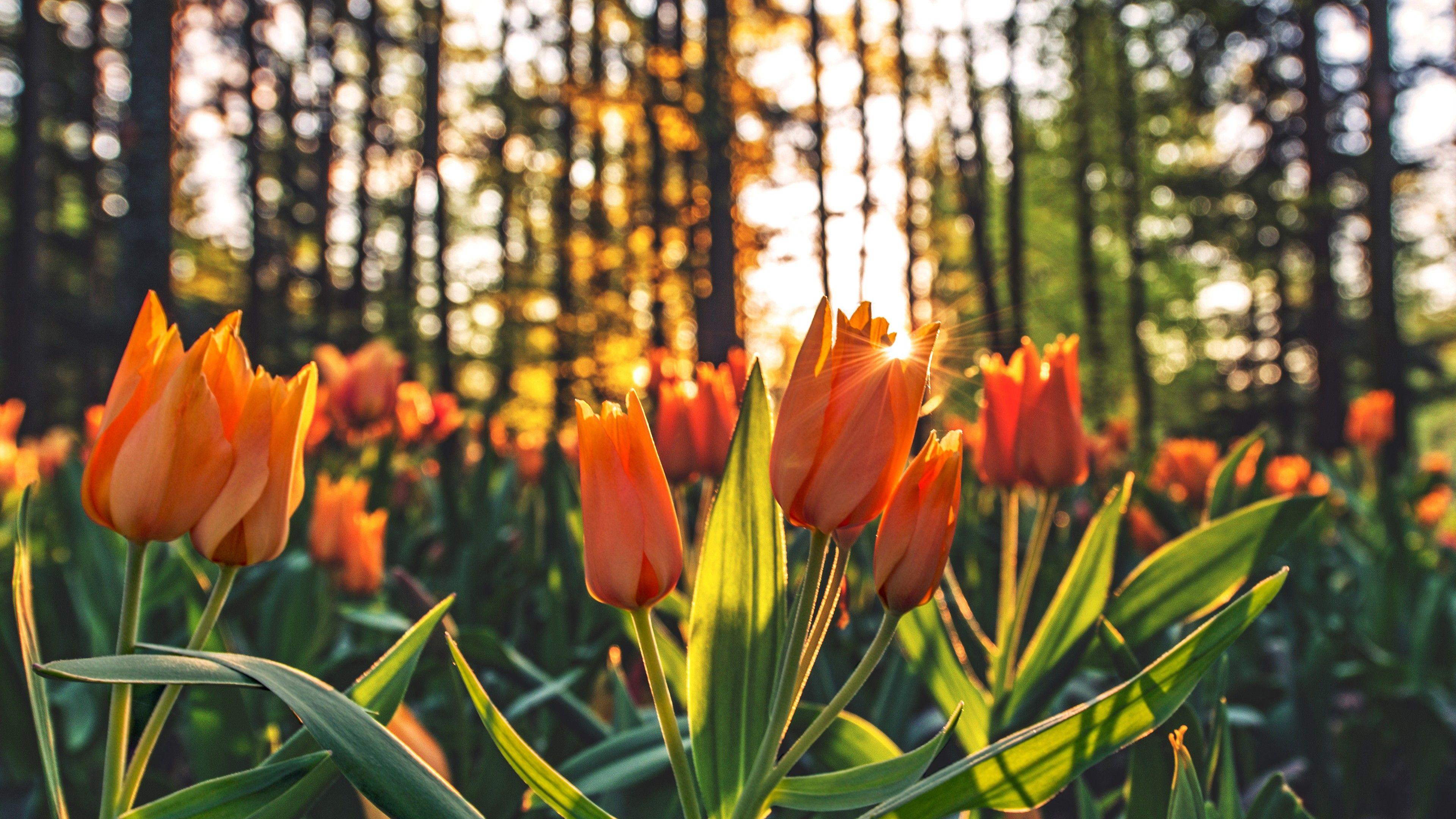 3840x2160 Orange Tulips Hd, HD Flowers, 4k Wallpaper, Image