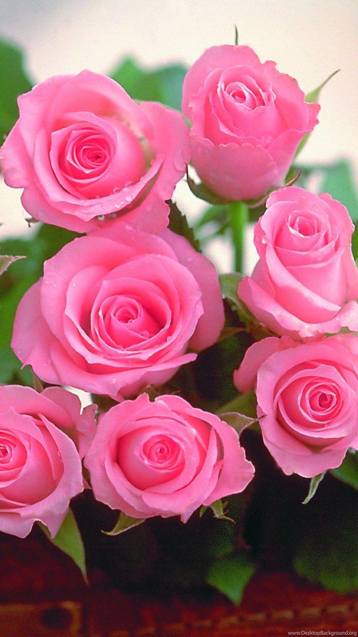 720x1280 Beautiful Rose Flower Wallpaper Desktop Background