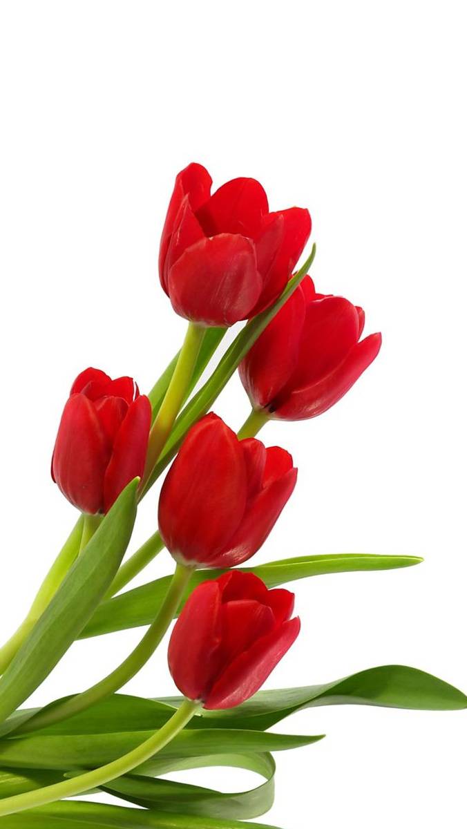 676x1200 Tulips HD Wallpaper