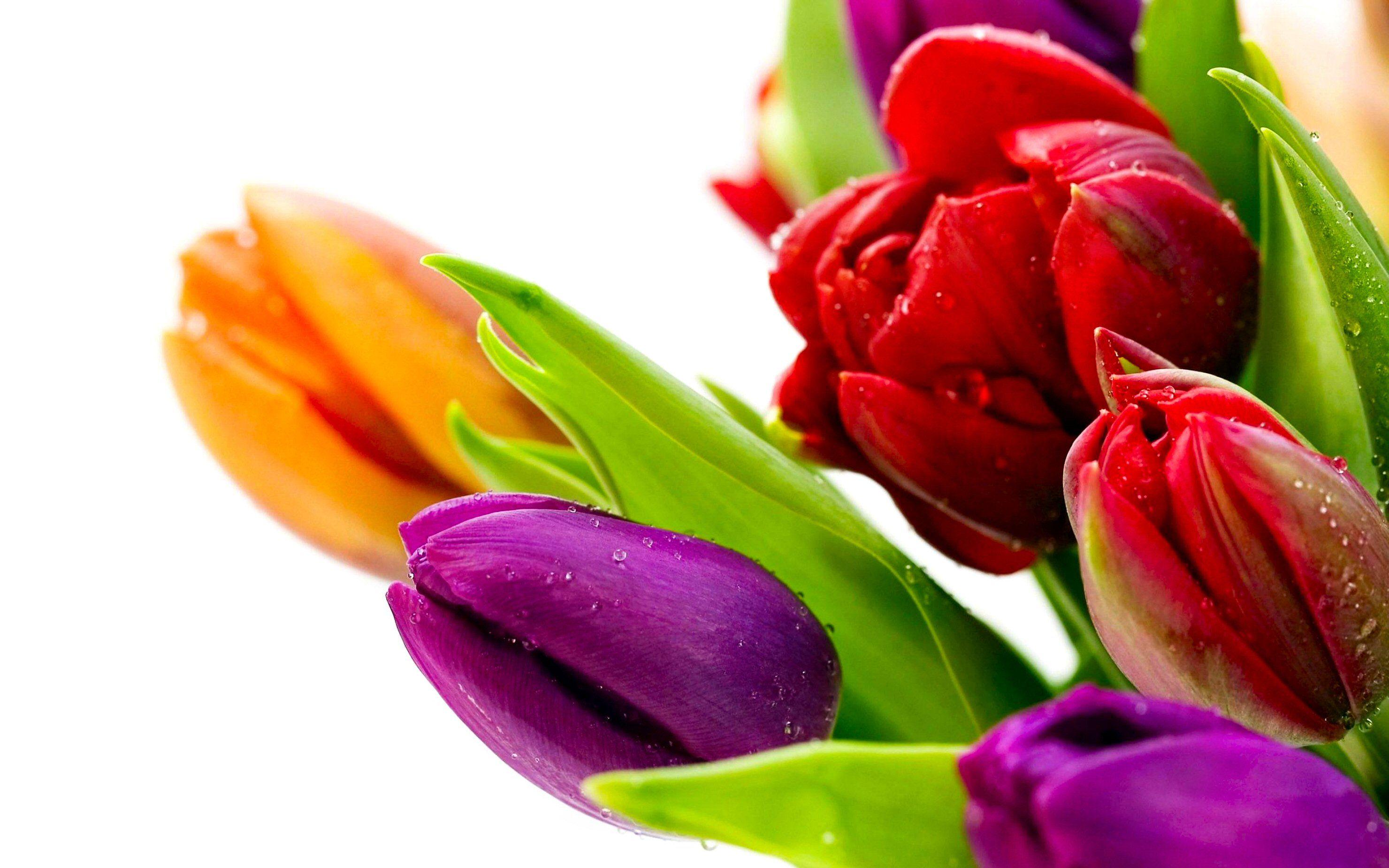 2960x1850 Tulip HD Wallpaper and Background Image