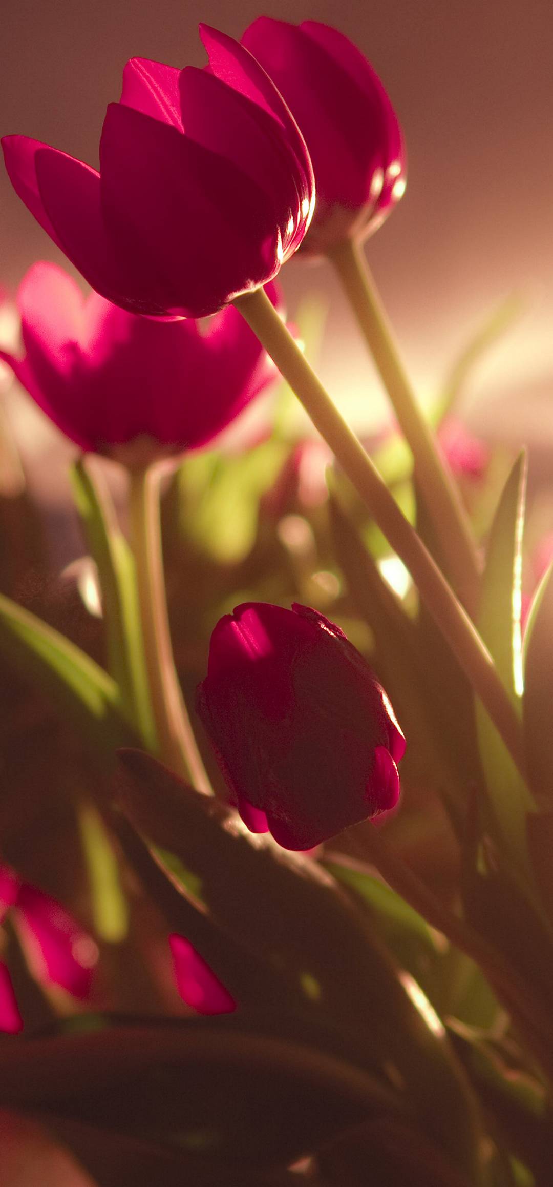 1080x2316 Tulip HD Wallpaper - [1080x2316]