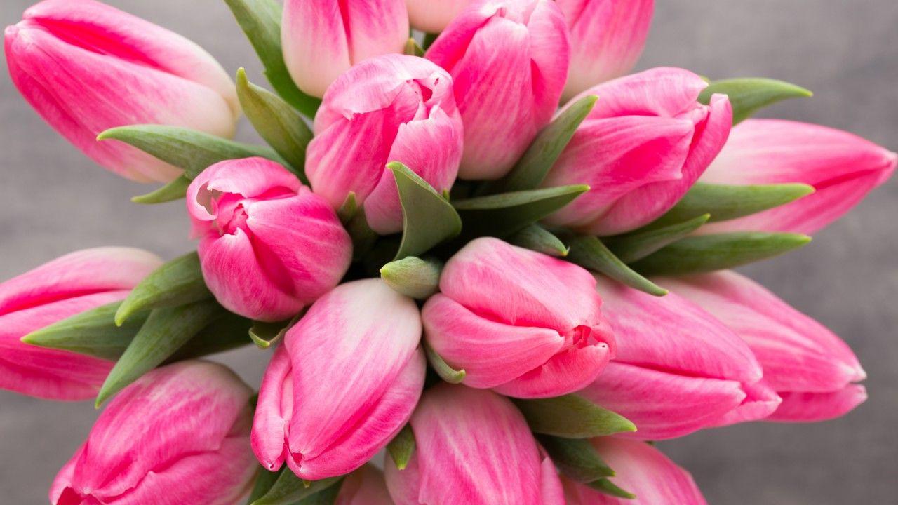 1280x720 Wallpaper Pink tulips, HD, 5K, Flowers