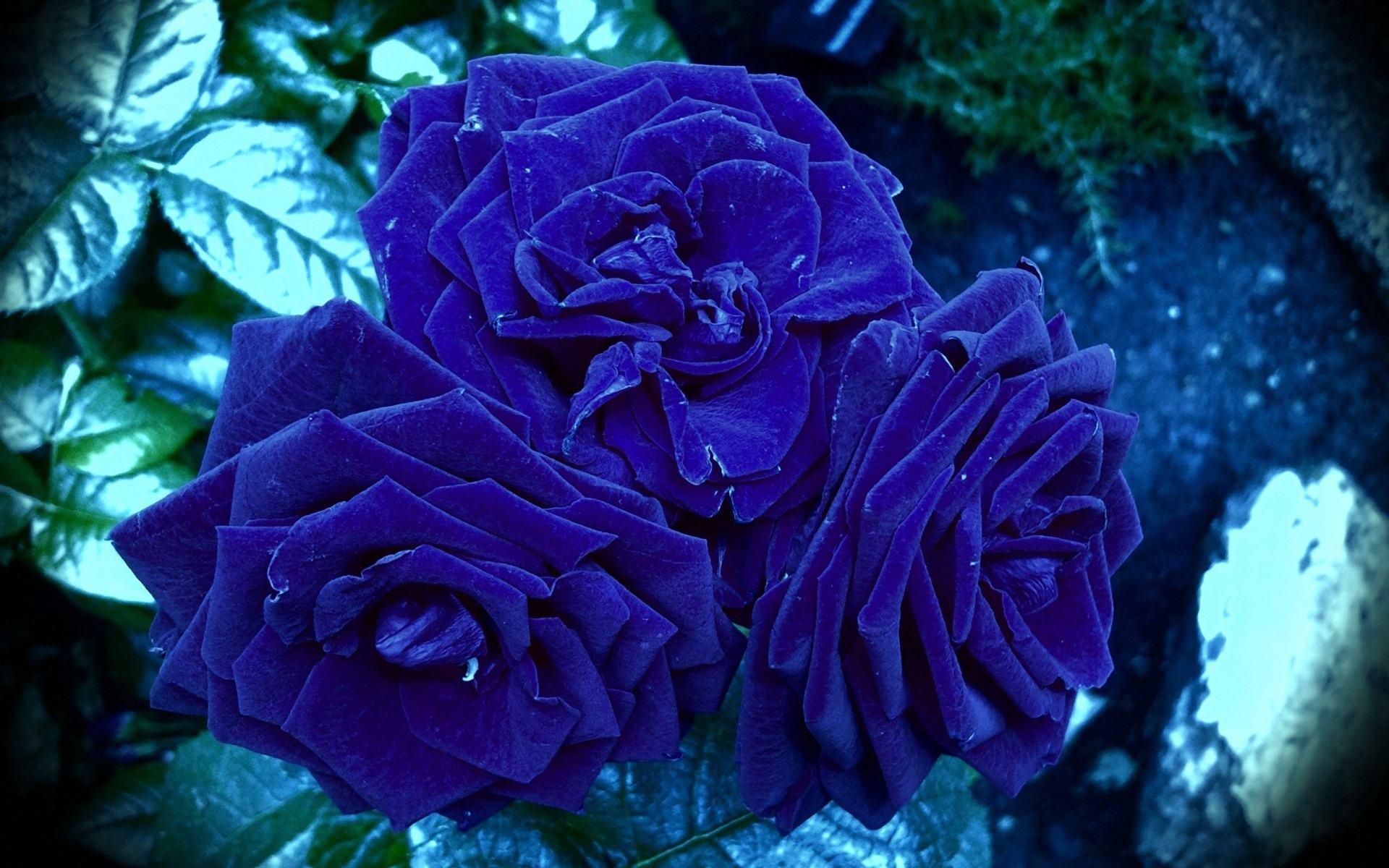 1920x1200 Blue Rose Wallpaper HD
