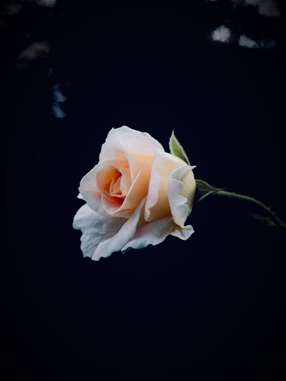 1000x1333 Rose Wallpaper