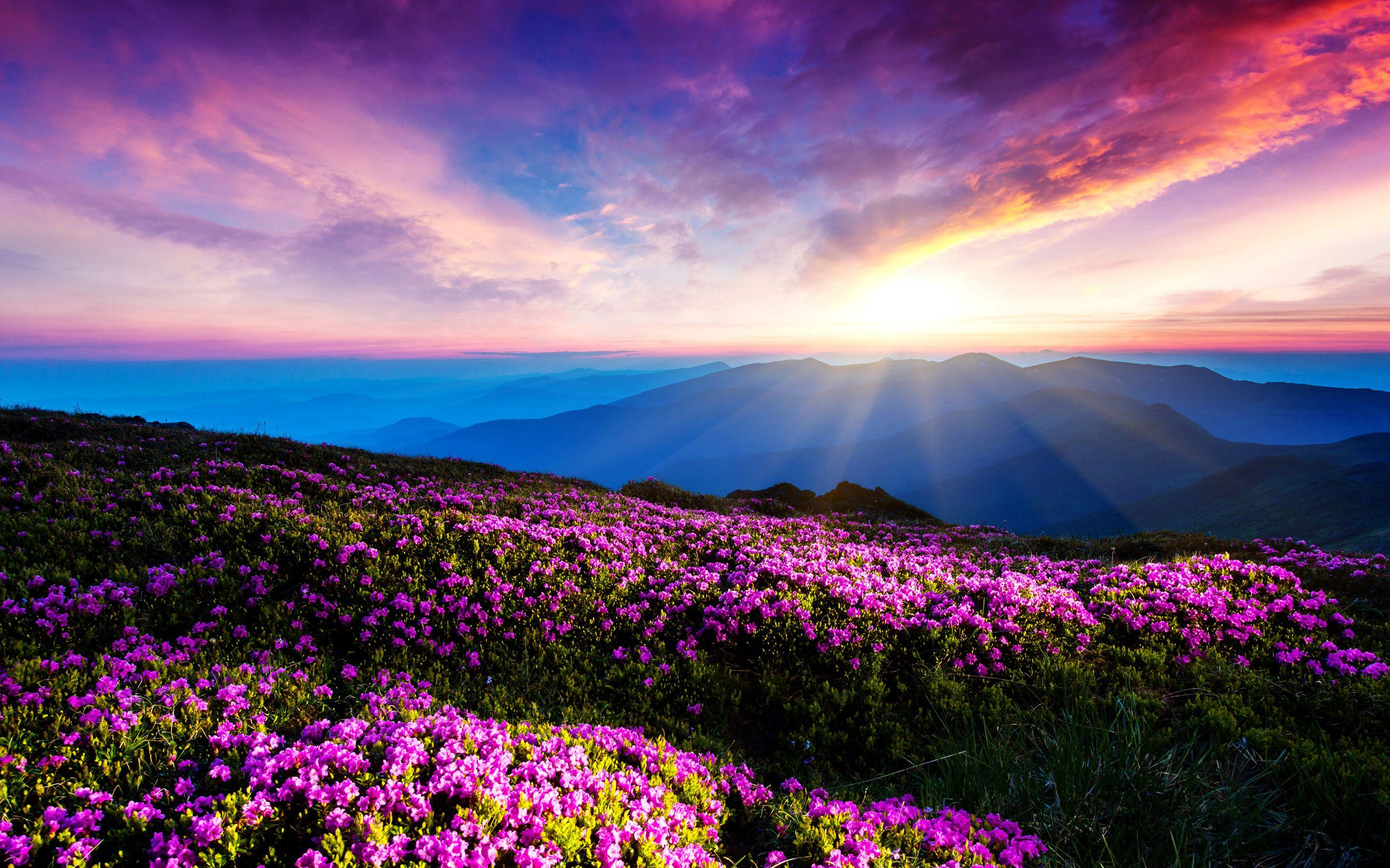 2880x1800 Colorful Flowers Wallpaper