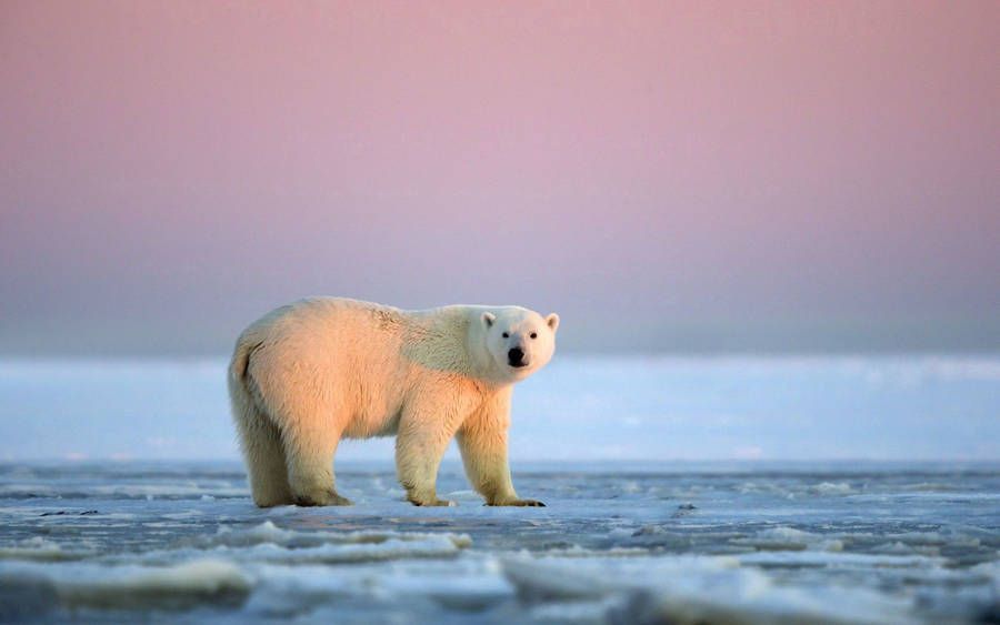 900x563 Polar Bear Wallpaper