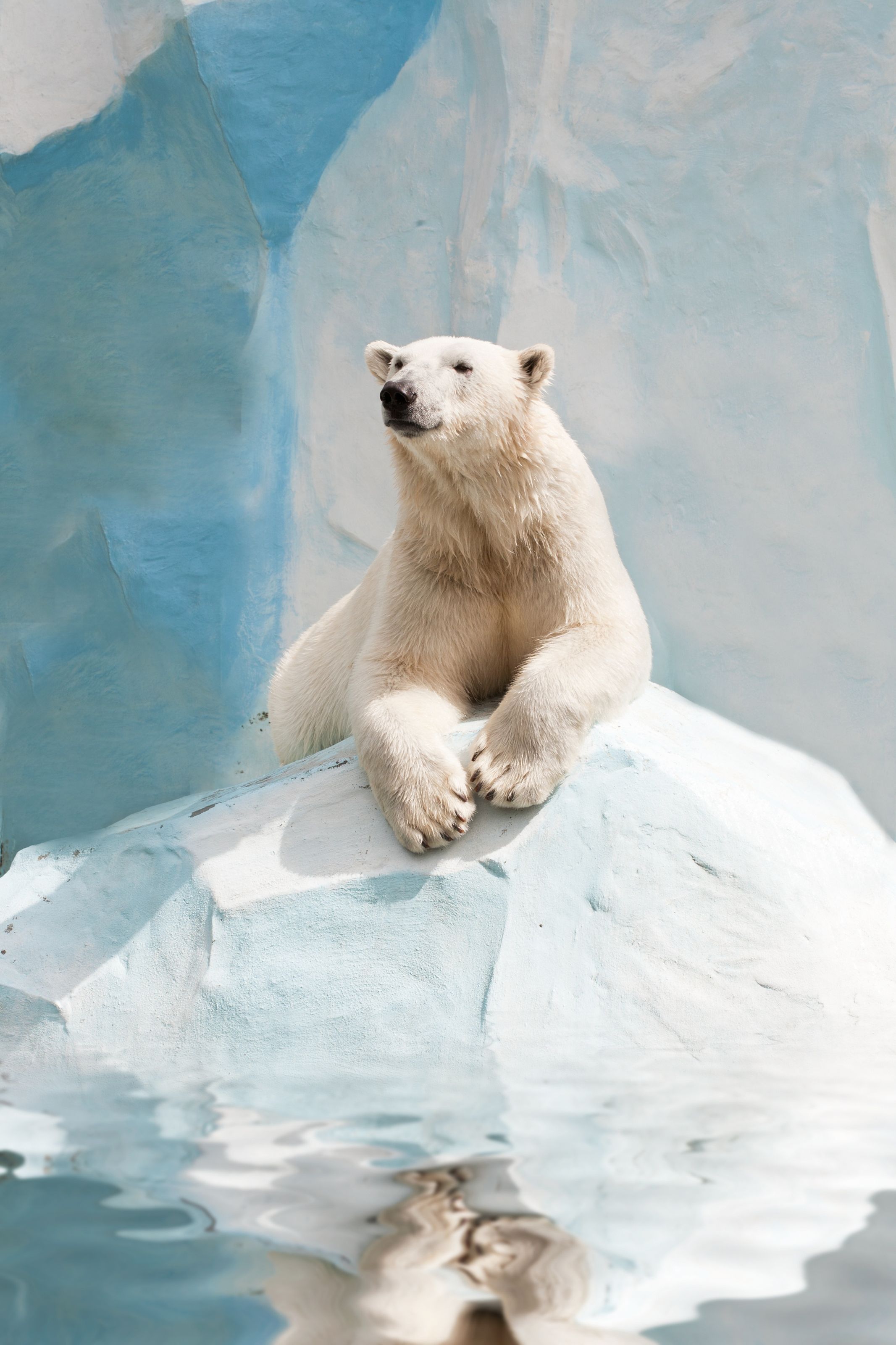 2133x3200 Polar Bear Mural Your Way