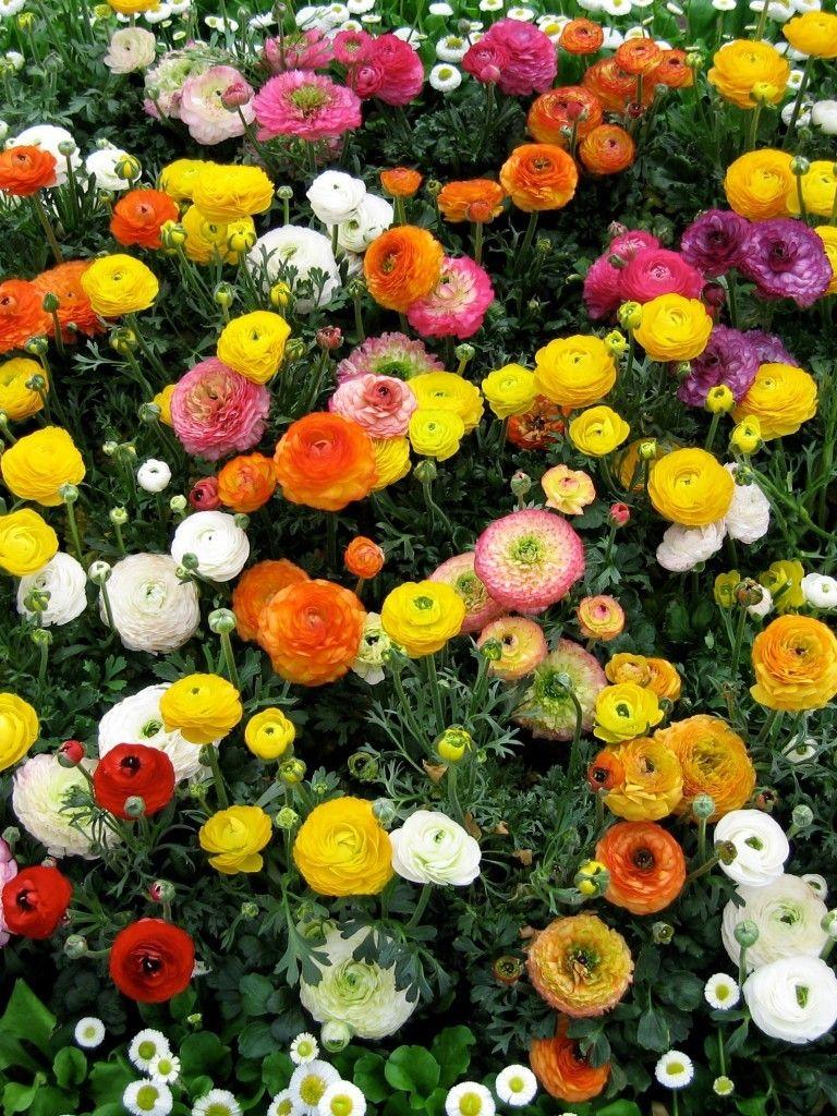 768x1024 Download 768x1024 Ranuncula, Colorful Flowers Wallpaper