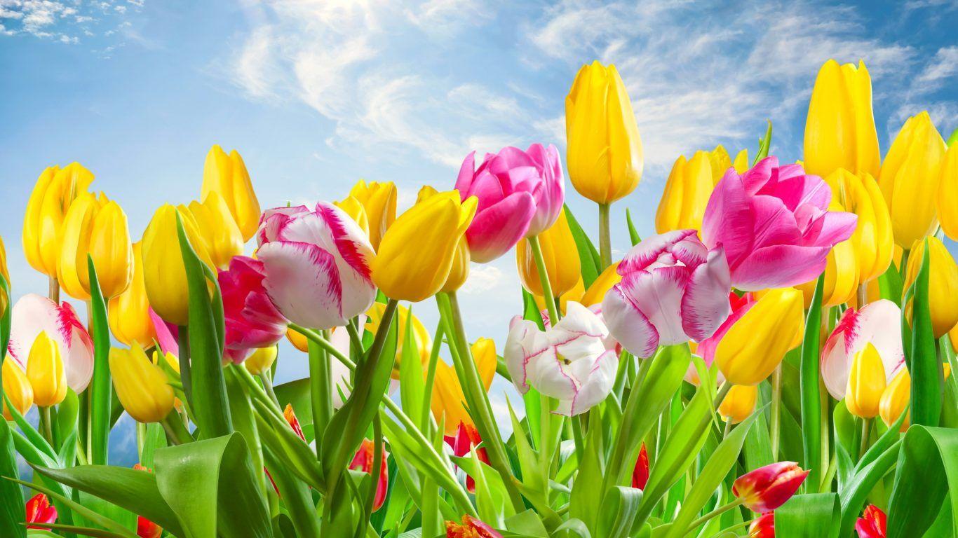 1366x768 Colorful Flowers Wallpaper