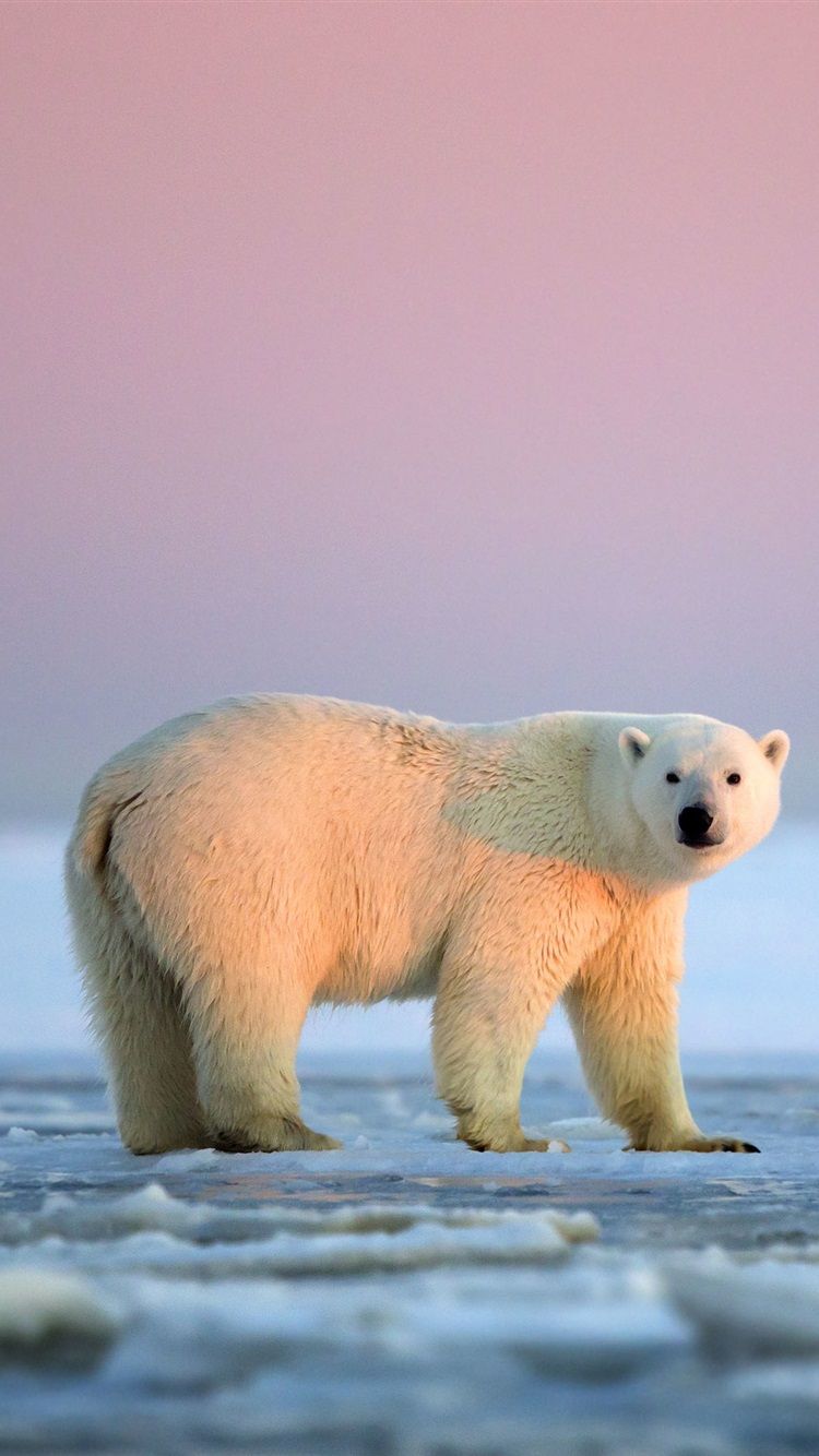 750x1334 Arctic National Preserve, Alaska