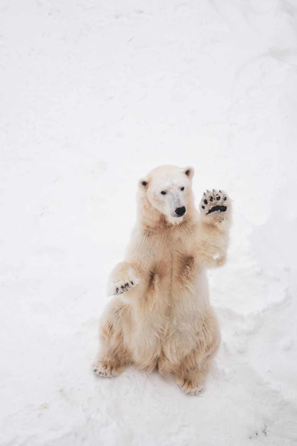 1000x1499 Polar Bear Picture. Download