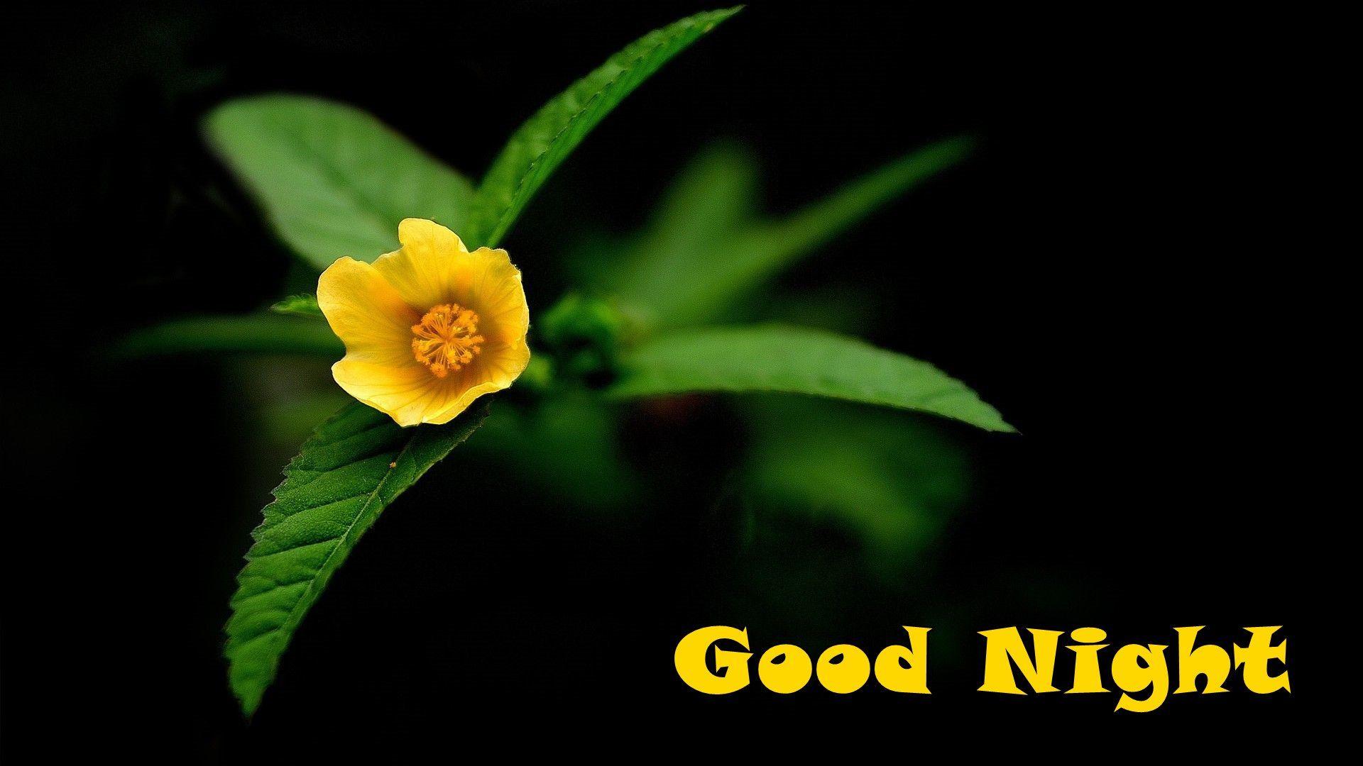 1920x1080 Good Night Yellow Flower HD Wallpaper