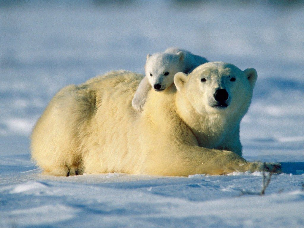 1024x768 Cute Baby Polar Bear Wallpaper Free