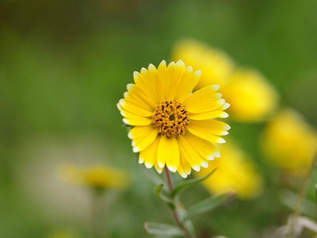 1024x768 Yellow Flowers Wallpaper