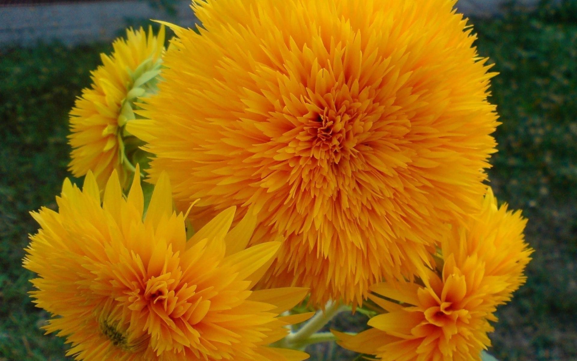 1920x1200 Nature Flowers Yellow Orange Colors HD Wallpaper. HD