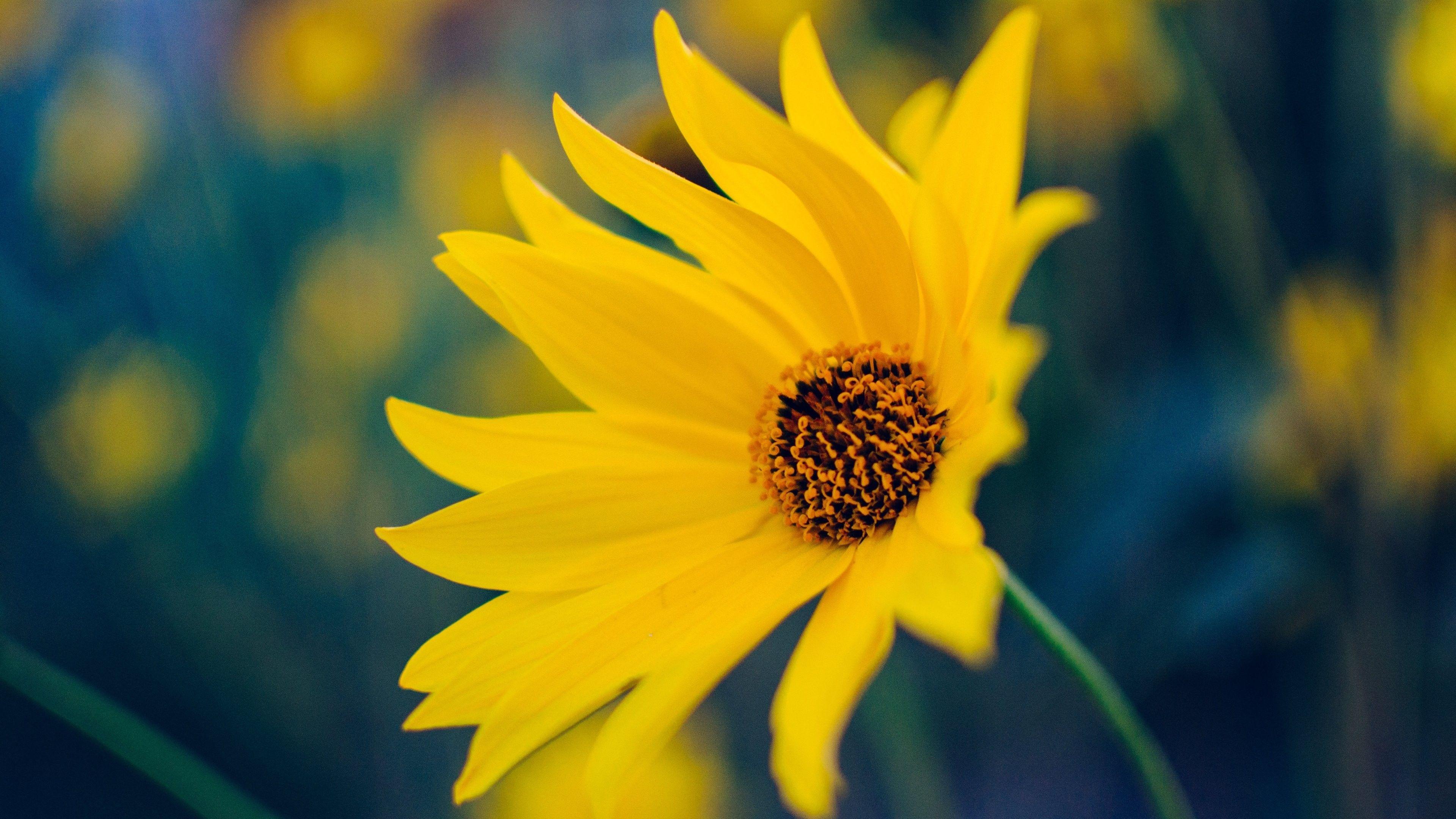 3840x2160 Yellow Flower Wallpaper