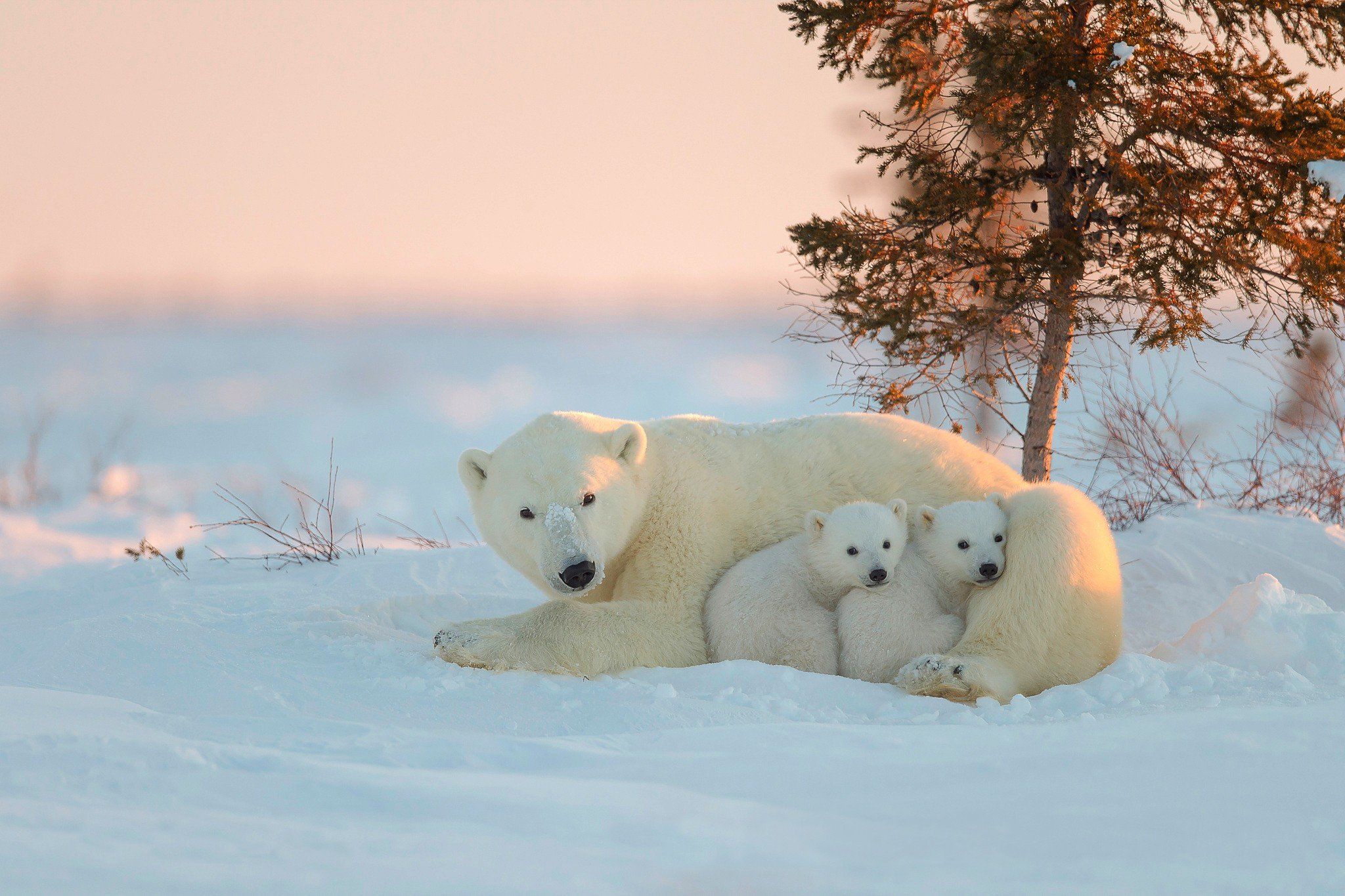 2048x1365 Polar Bear baby mother winter snow