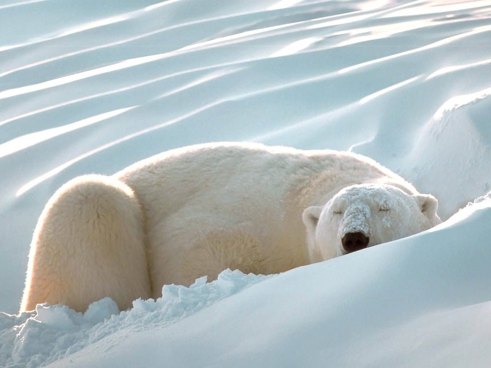 1600x1200 Free Polar Bear Wallpaper