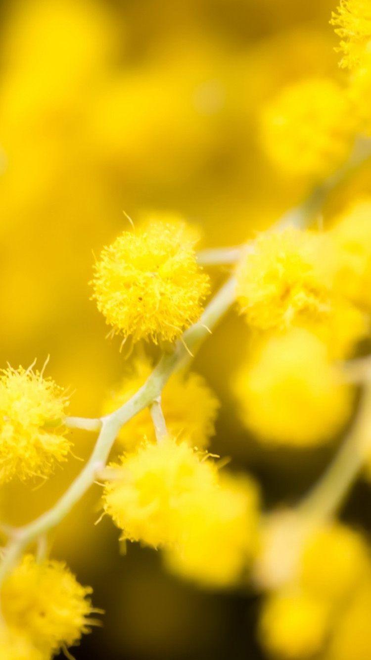 750x1334 yellow bunch of flower wallpaper Gallery