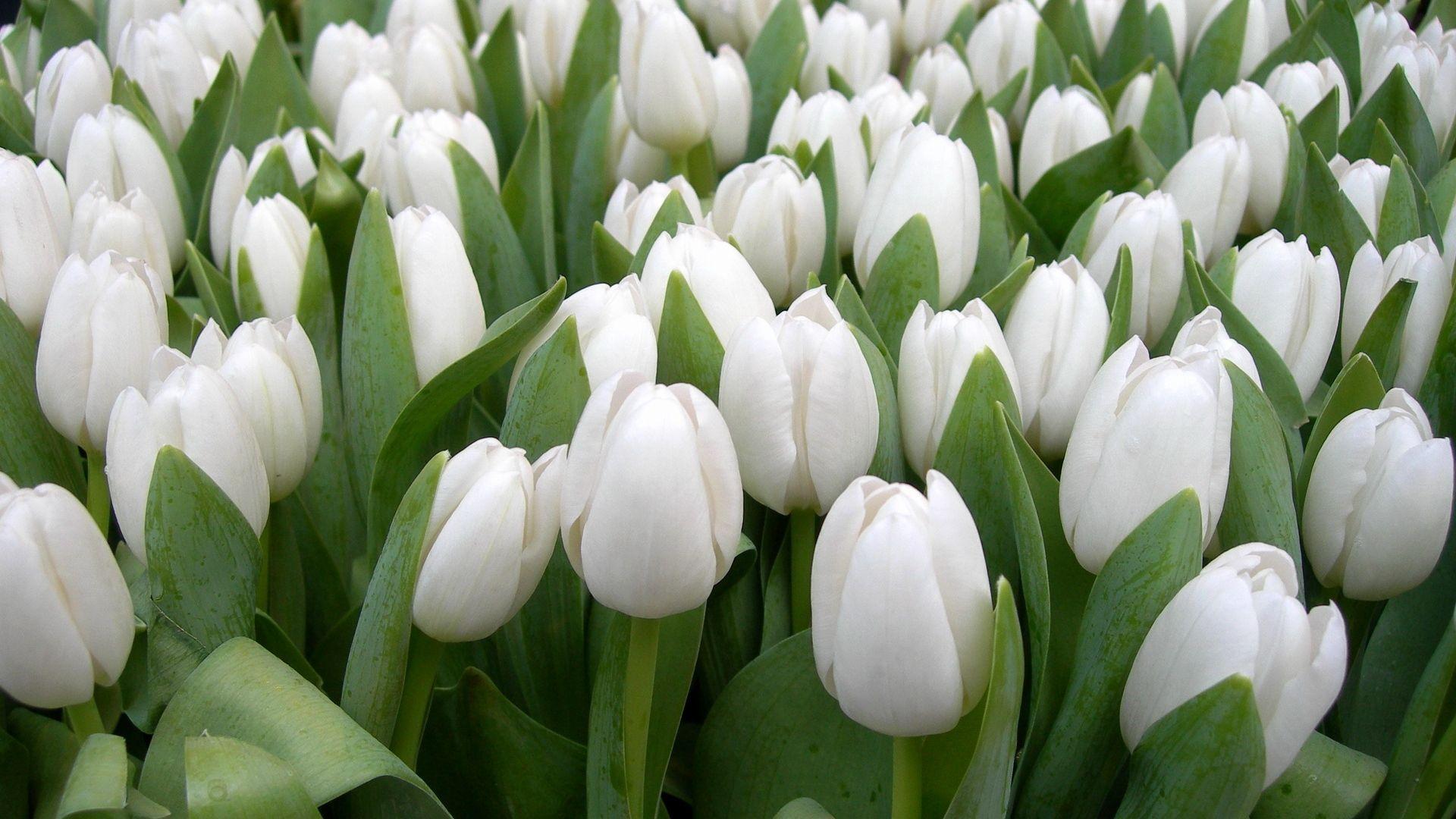 1920x1080 White Tulips Flowers HD Wallpaper