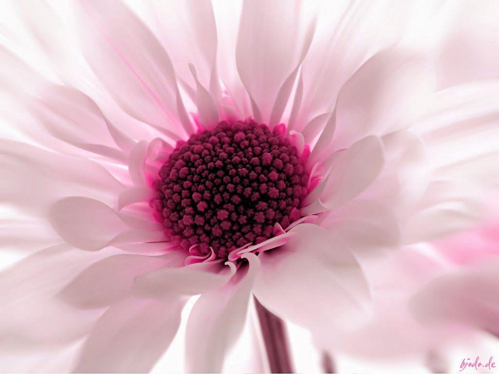 Free AI art images of glowing flower mobile hd wallpaper
