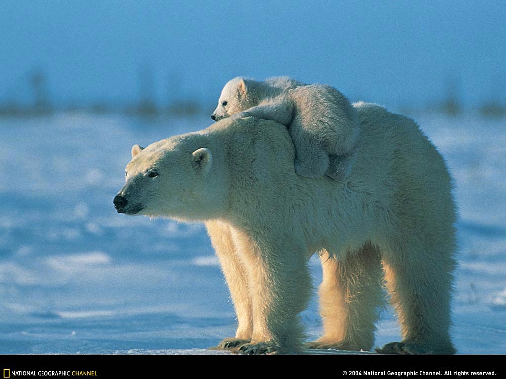 1024x768 Free Polar Bear Wallpaper download