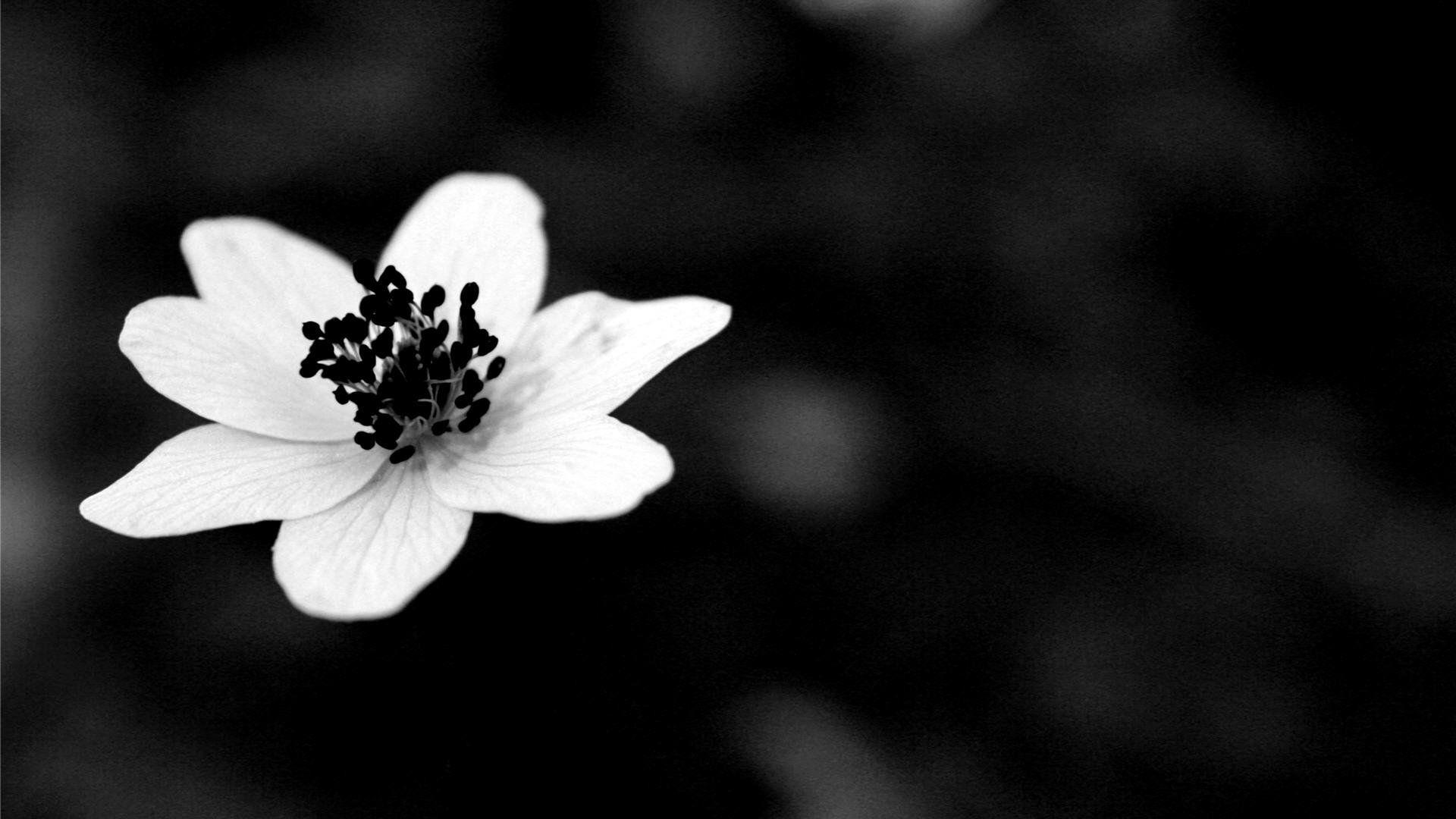 1920x1080 White Flowers Wallpaper Full HD #Q2MECVU