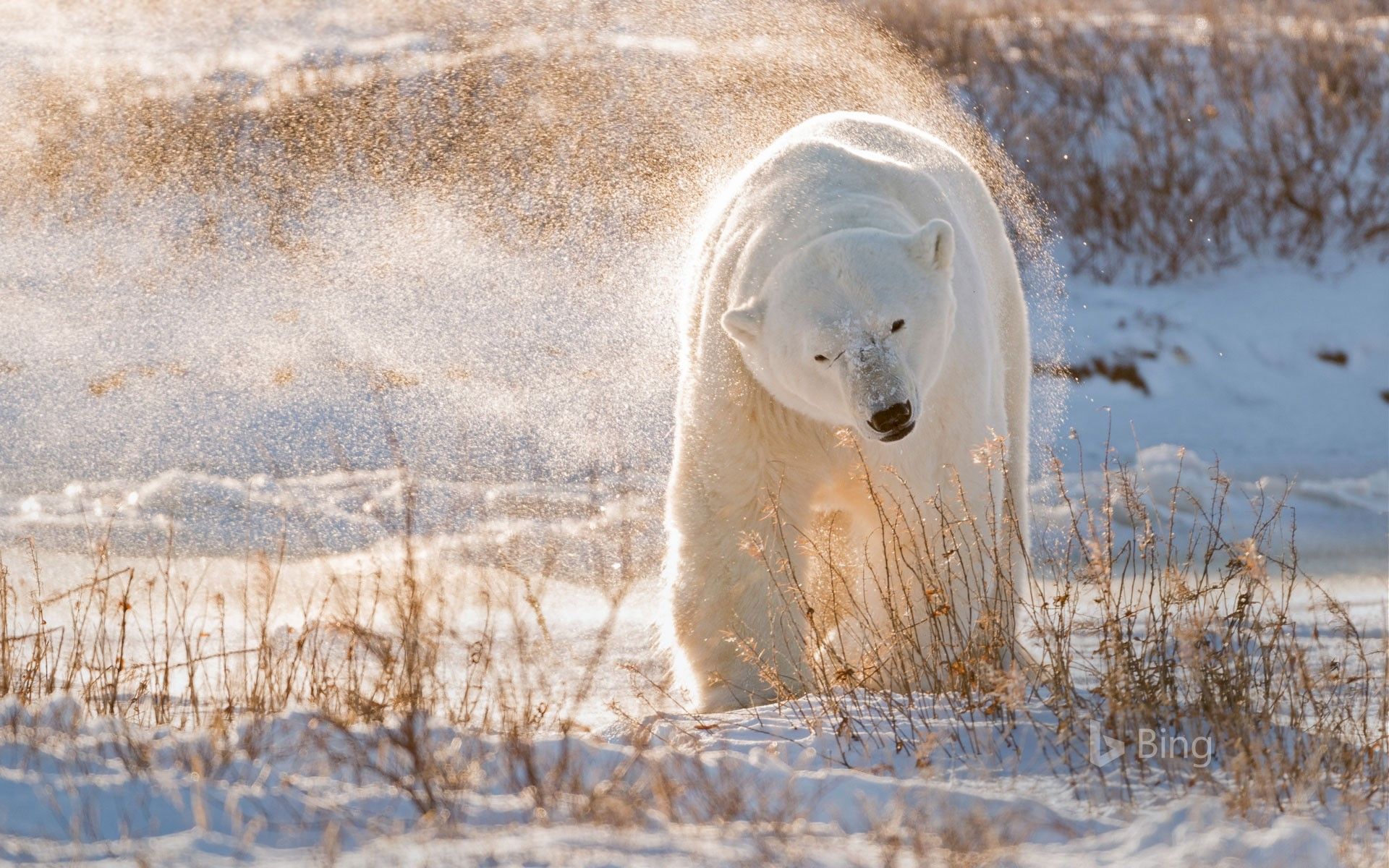 1920x1200 Polar bear in Hudson Bay, Canada