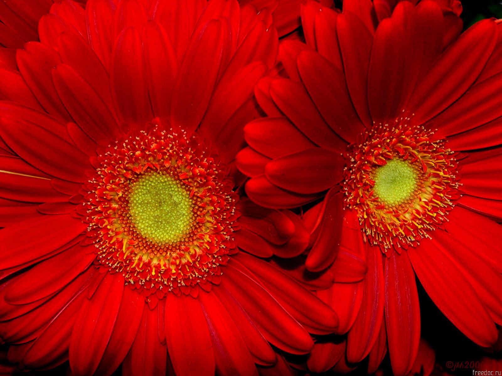 Hình nền hoa hướng dương đỏ 1600x1200