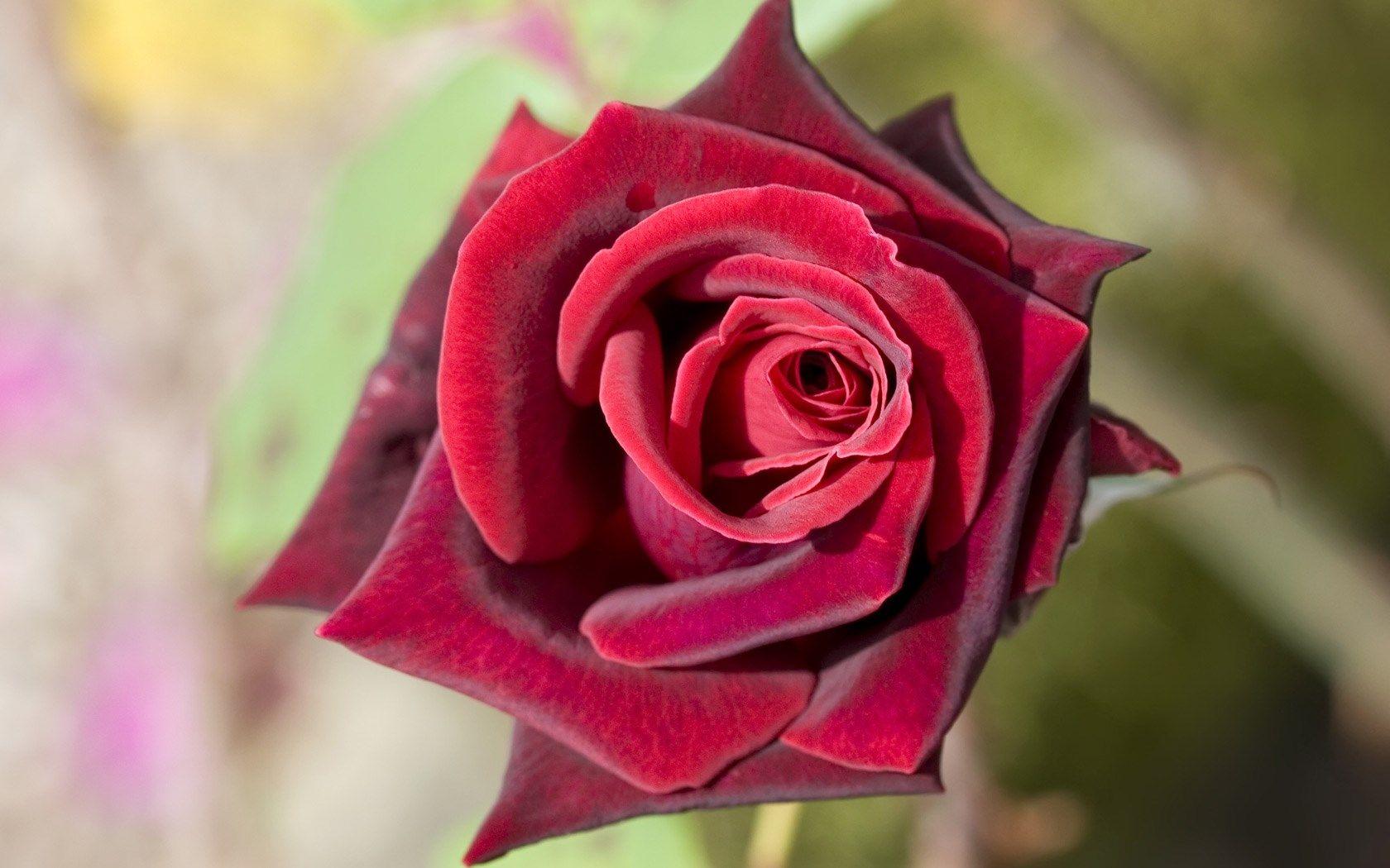 1680x1050 Red Rose Wallpaper HD