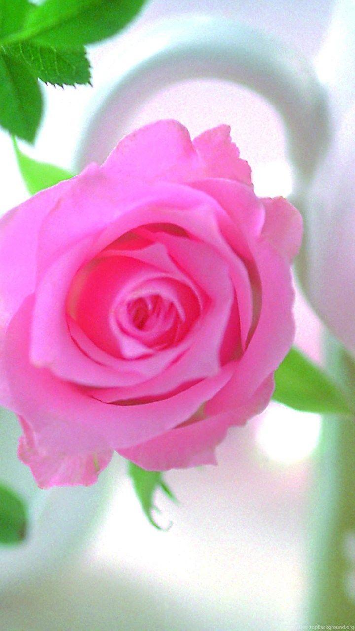 720x1280 Superb Pink Rose Wallpaper HD Image New Desktop Background
