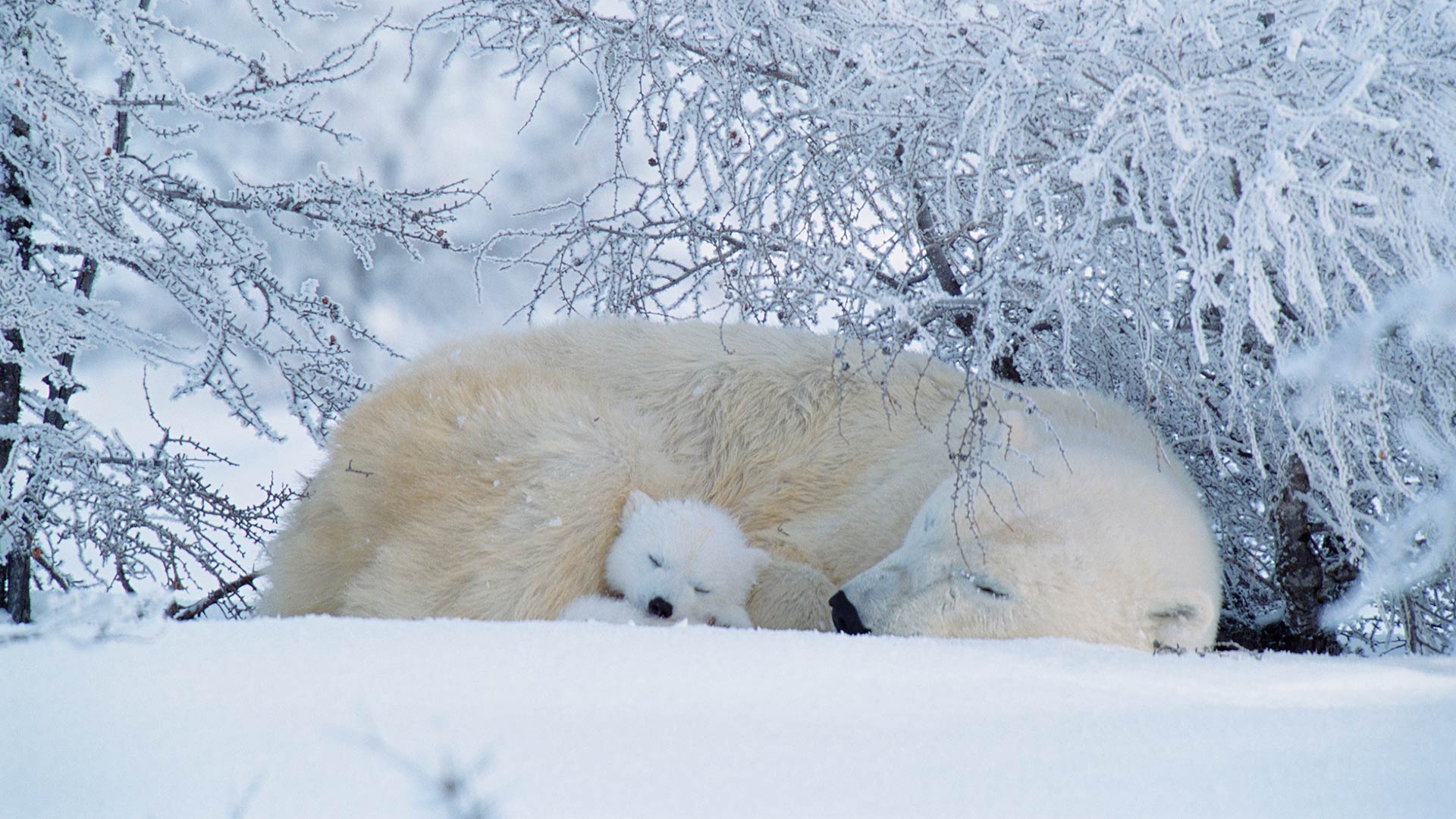1920x1080 International Polar Bear Day