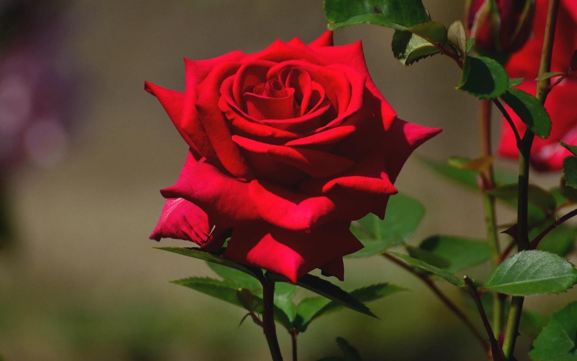 1920x1200 Beautiful Roses Wallpaper