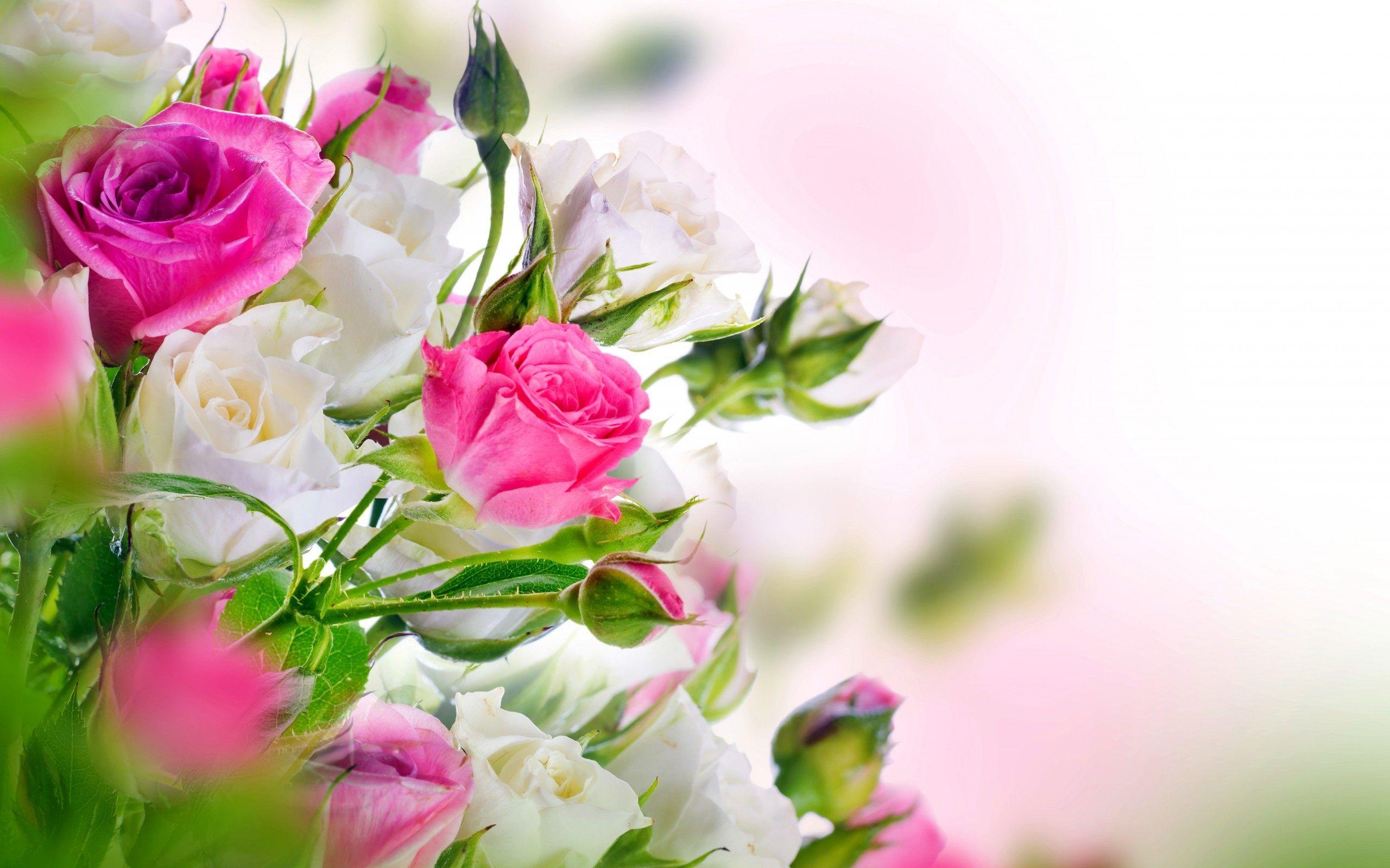 2560x1600 Rose Wallpaper HD