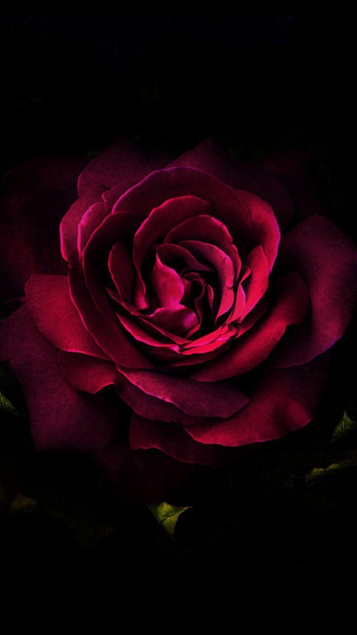 736x1309 Full HD iPhone Wallpaper Pink Roses Wallpaper Android