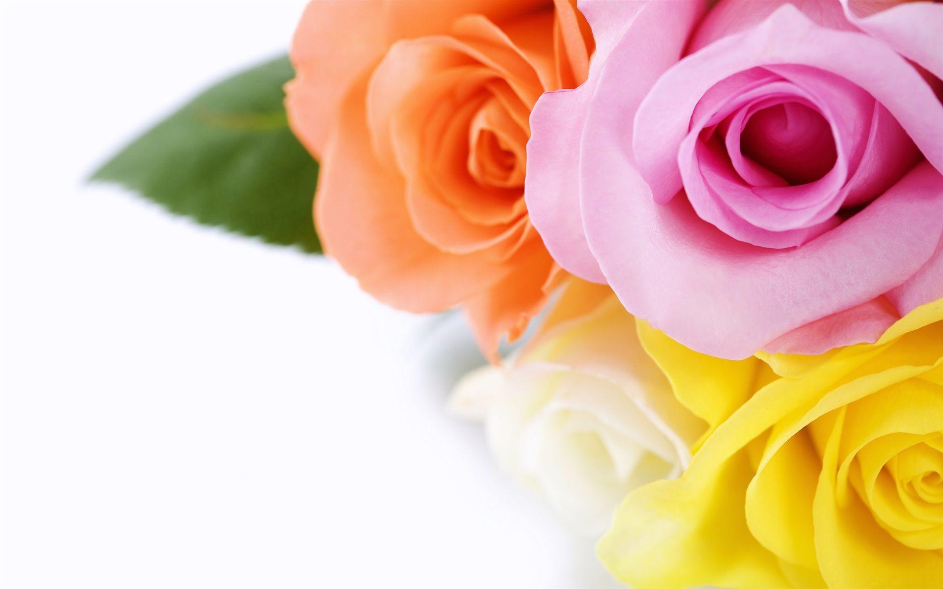 1920x1200 Hd rose wallpaper Gallery