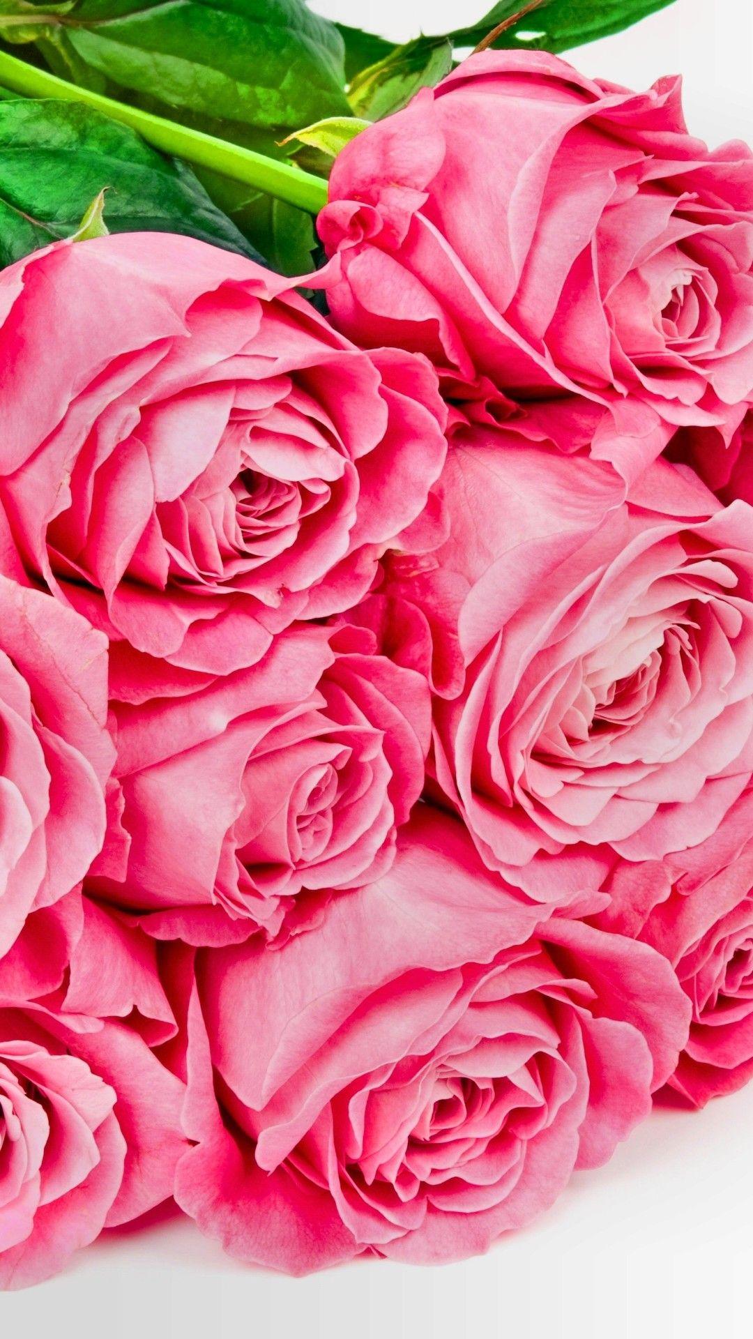 1080x1920 Red Rose Flower Wallpaper HD For iPhone 6 Mobile