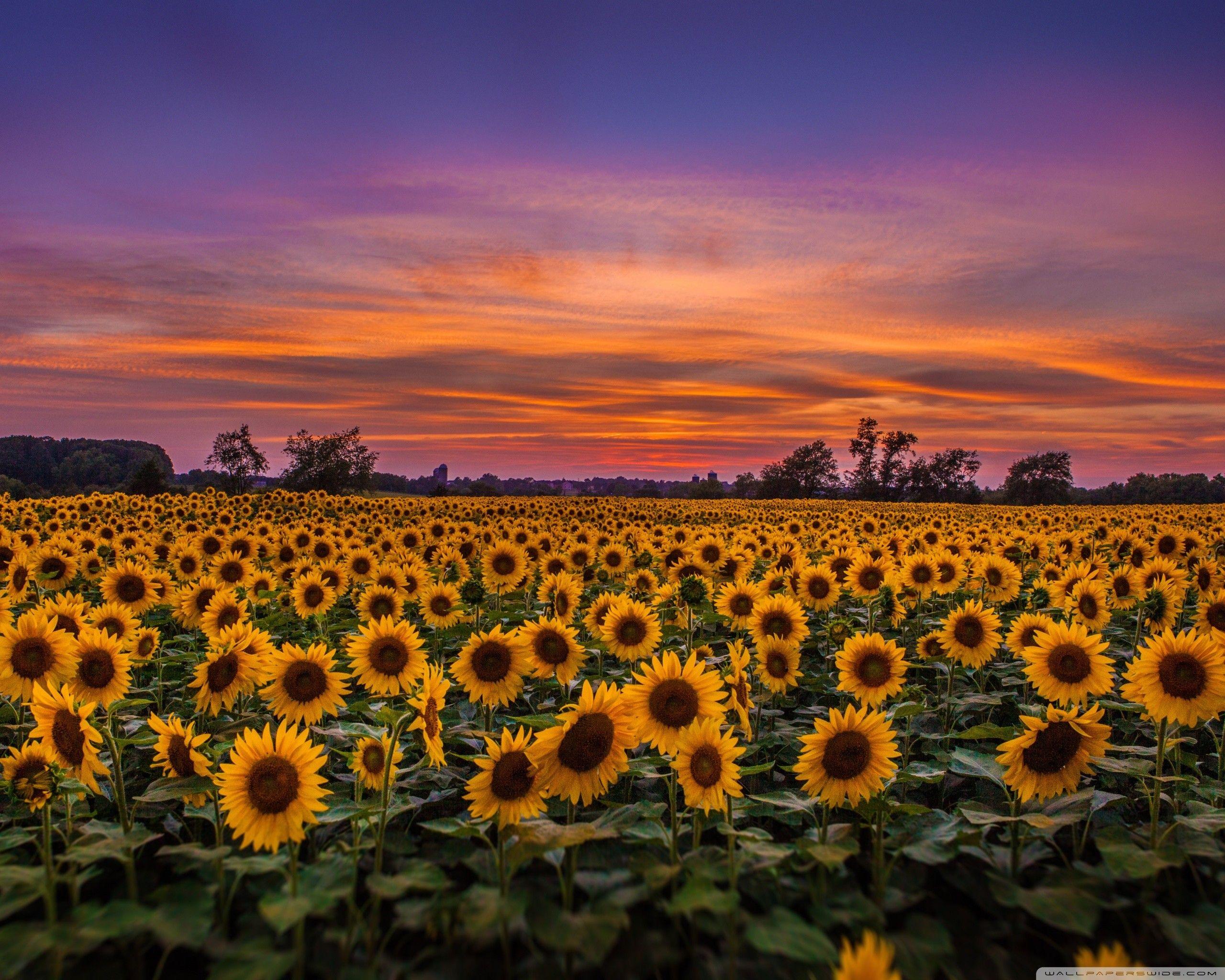 2560x2048 Yellow Sunflower - Sunflower Field Hình Nền iPhone