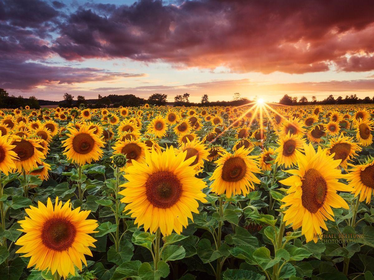 Hình nền HD 1200x900 Sunflower Sunset