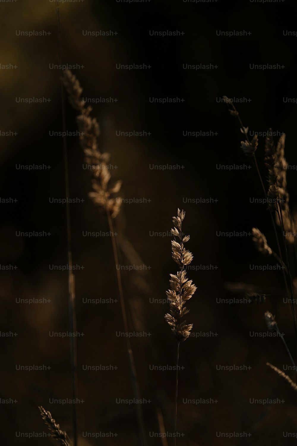 1000x1500 Dark Aesthetic Picture