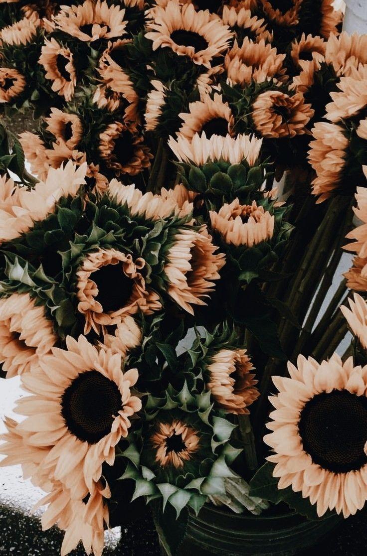 Featured image of post Iphone 6 Artsy Sunflower Wallpaper / A collection of the top 48 sunflower iphone wallpapers and backgrounds available for download for free.