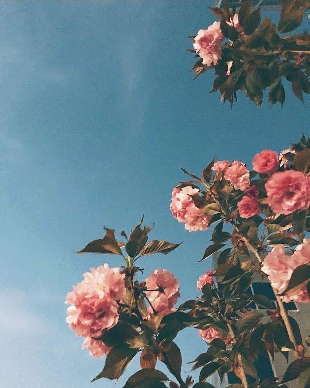 1080x1350 Pin của Sweet Rose Trên Máy ảnh Hình nền Năm 2018 Pinterest