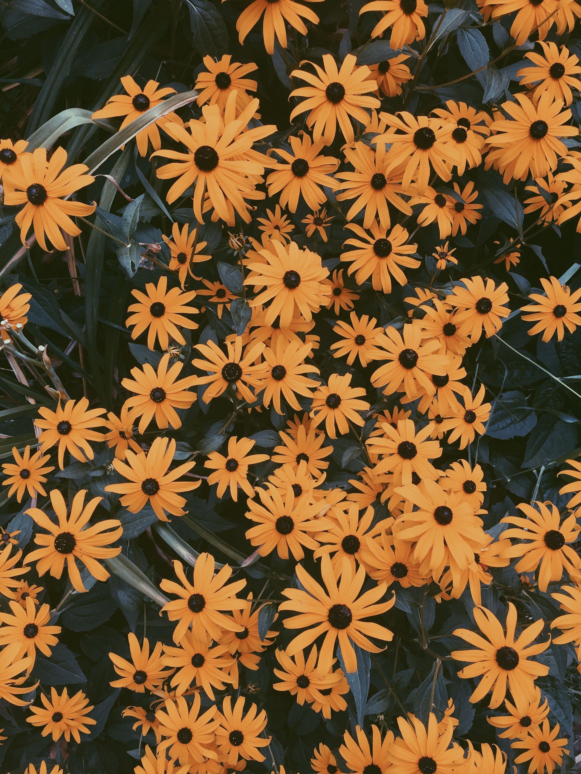 2448x3264 • ʙ ʟ ᴏ s s ᴏ ᴍ s • in 2019