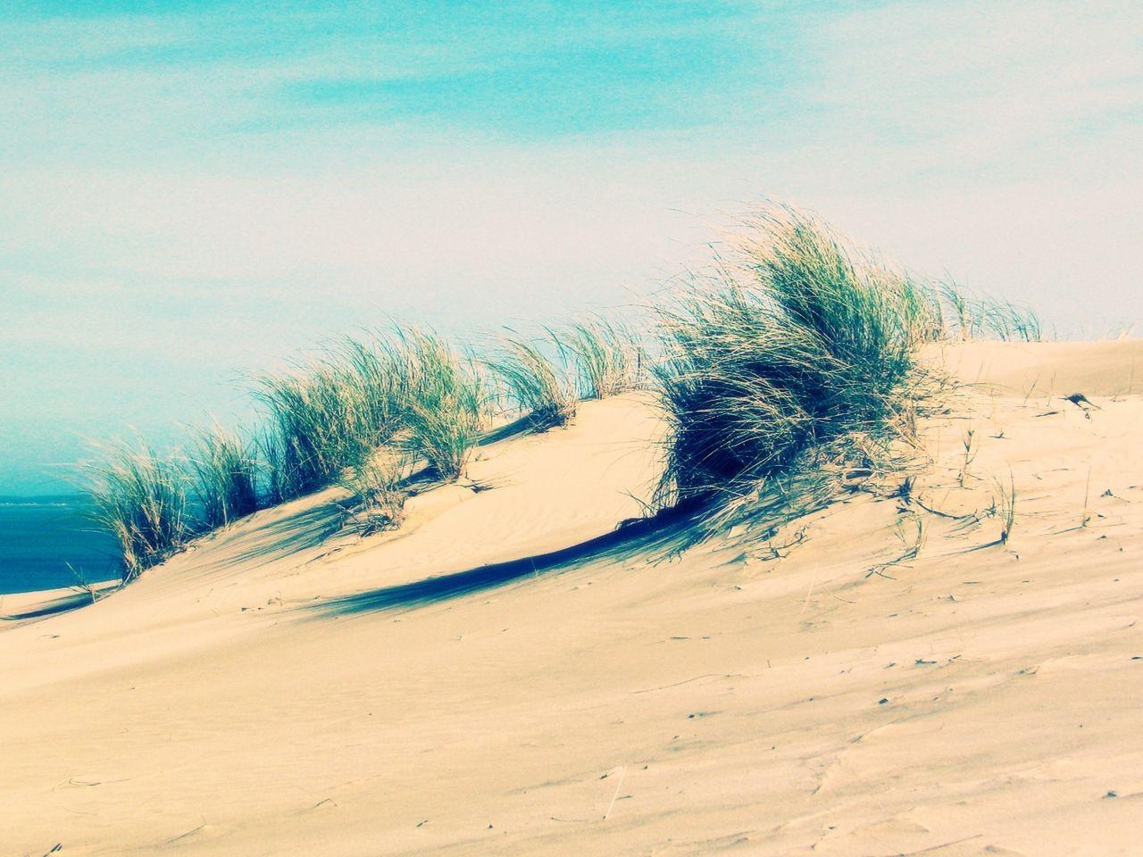 1280x960 Download wallpaper 1280x960 sand, coast, grass, beach, wind