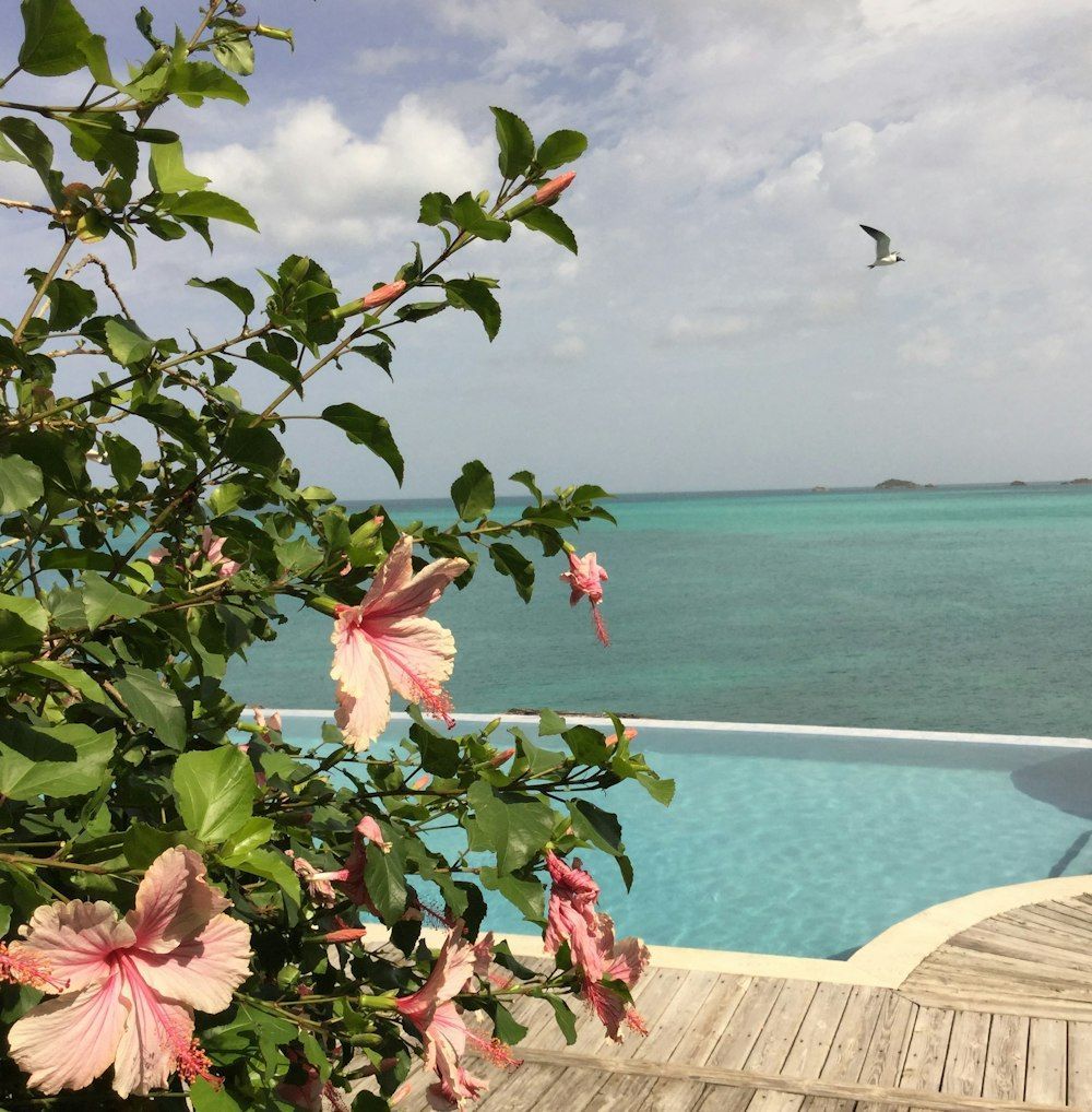 1000x1018 Antigua And Barbuda Picture. Download