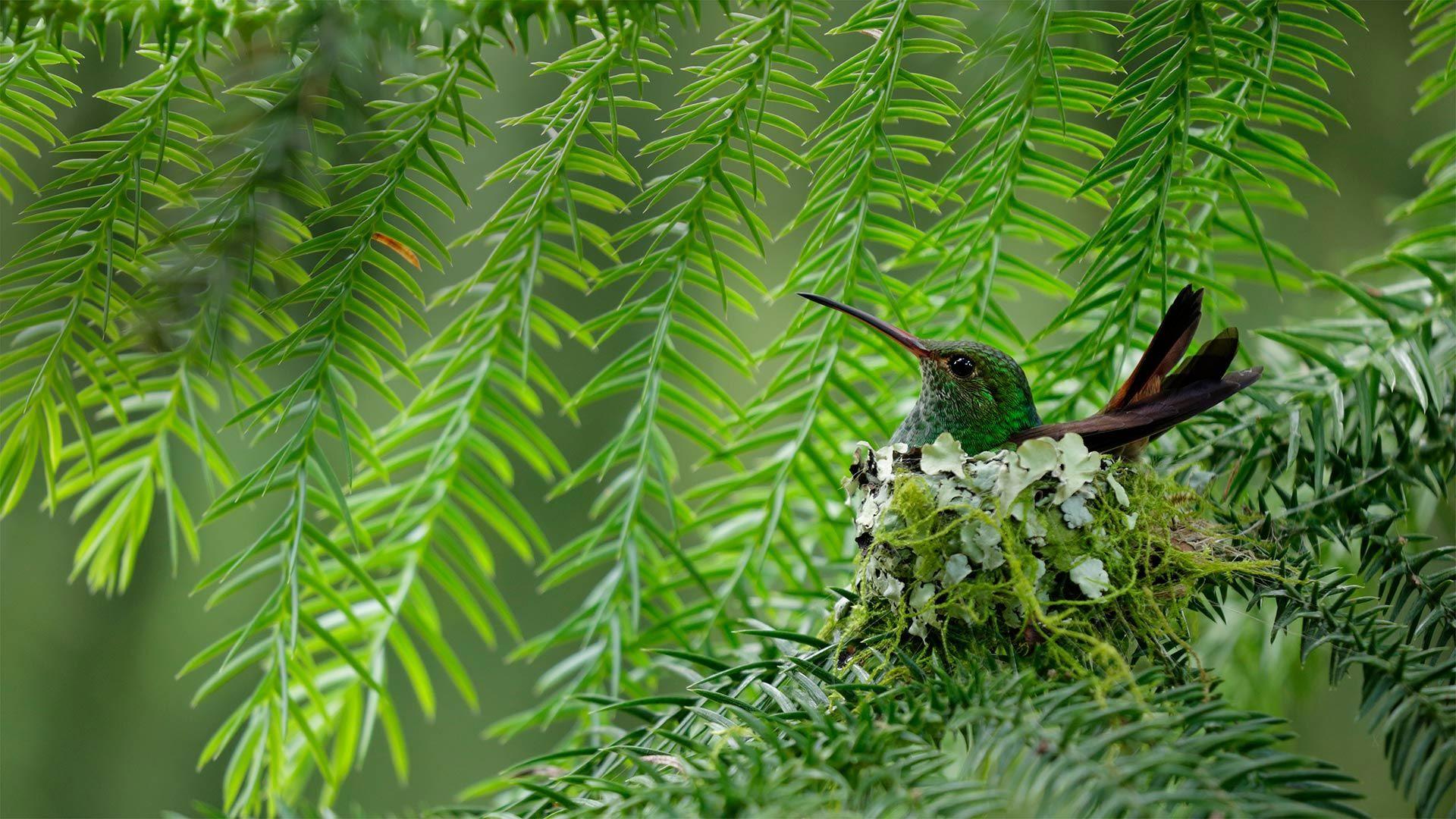 1920x1080 Costa Rica