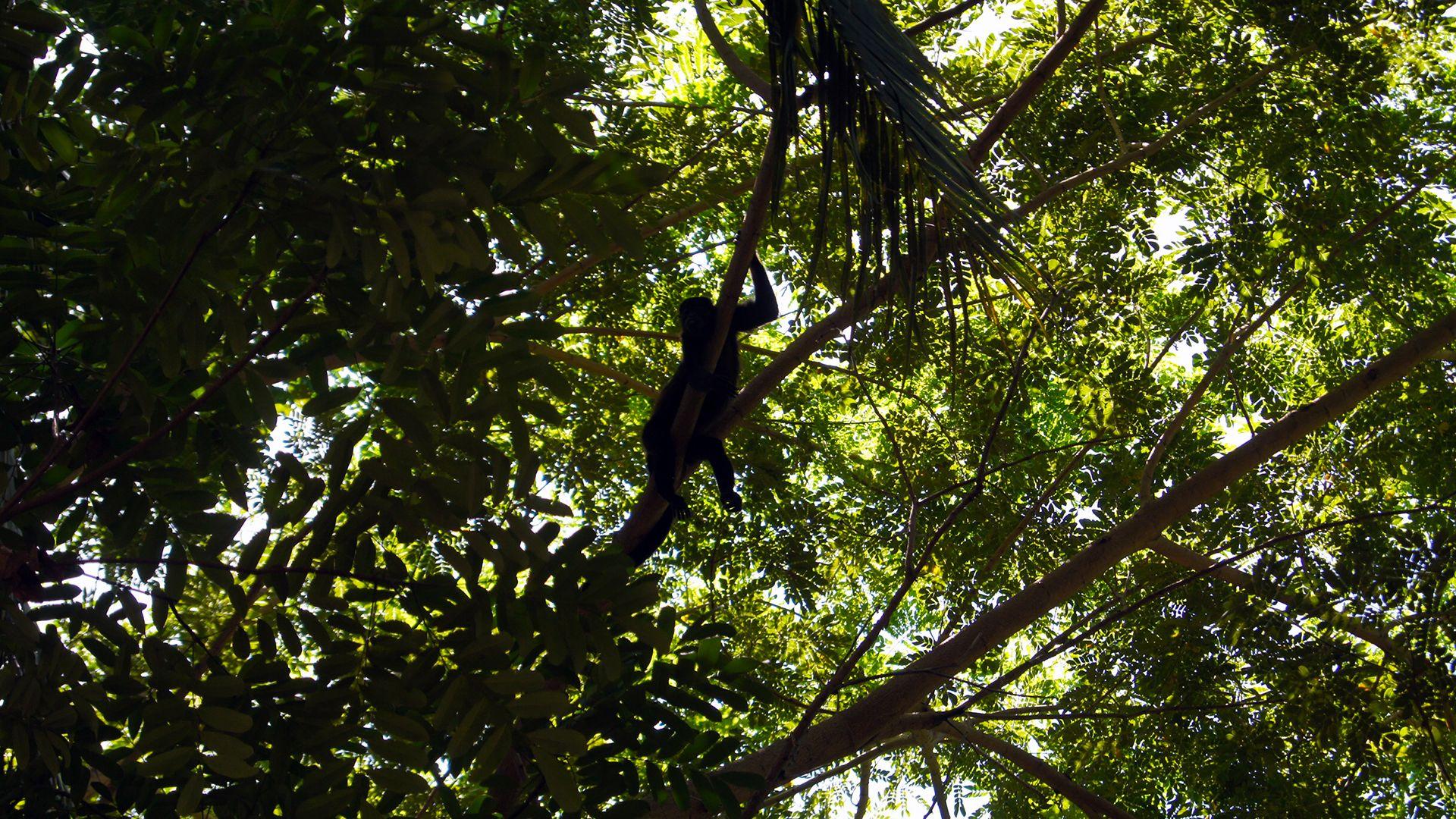 1920x1080 Howler Monkey Costa Rica Wallpaper 55588 1920x1080px