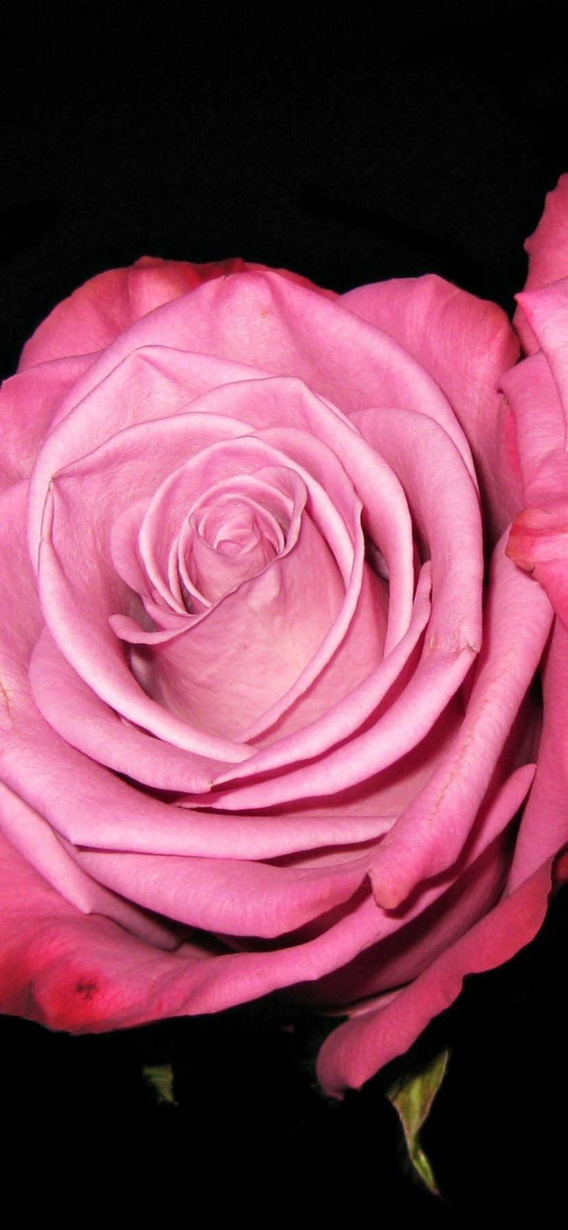 828x1792 Two pink roses, black background 828x1792 iPhone XR