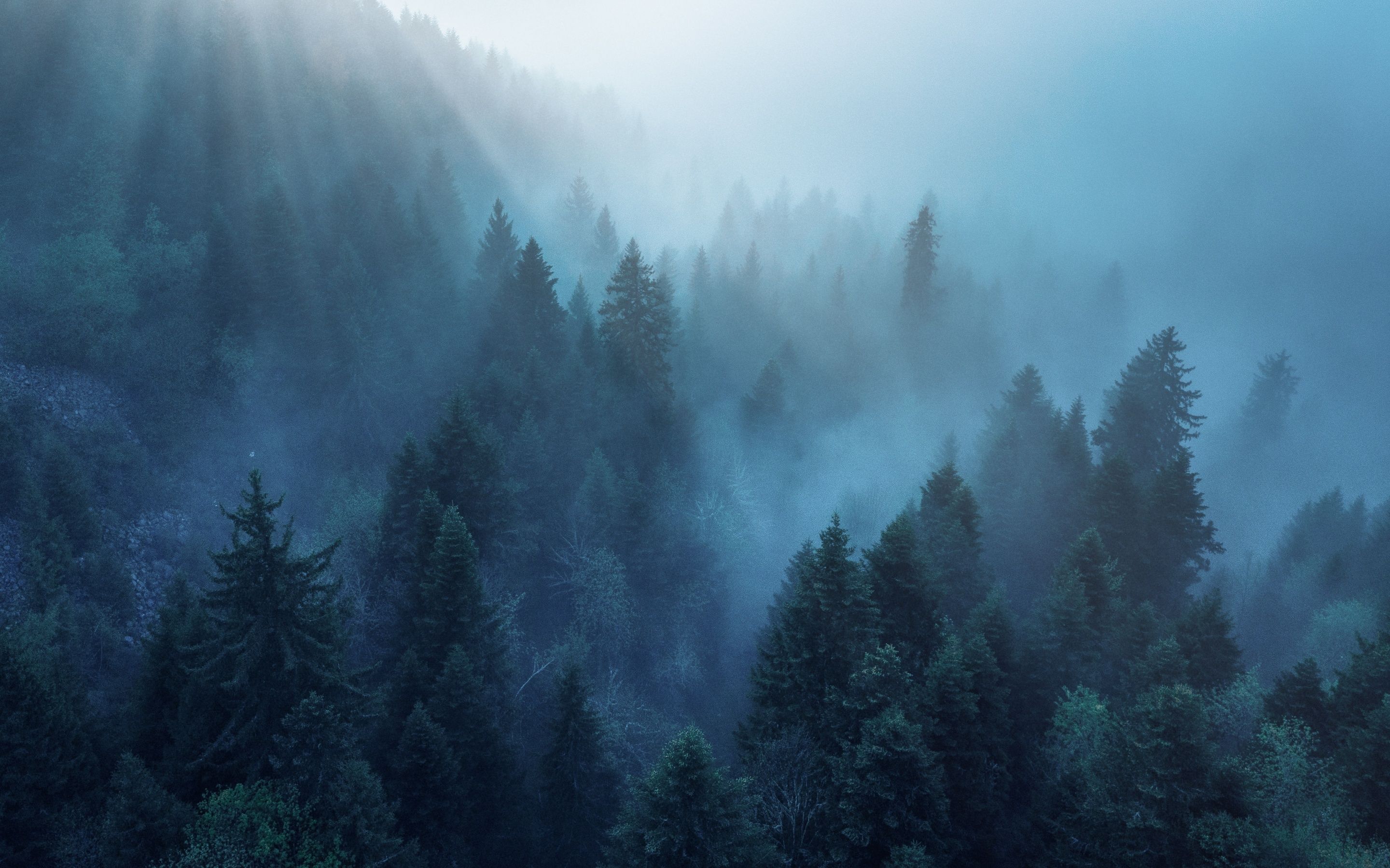 2880x1800 Forest Wallpaper 4K, Rhone Alpes, Sunlight